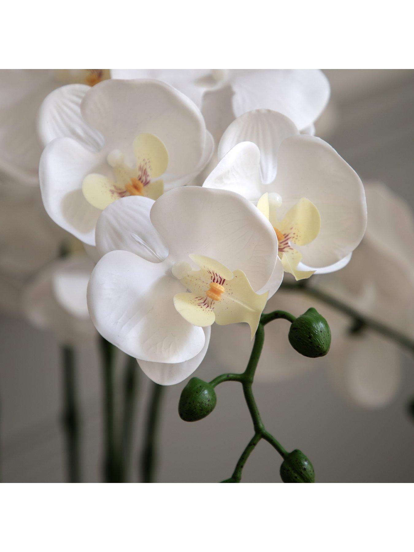 gallery-direct-oversized-orchid-in-cement-pot-whiteback