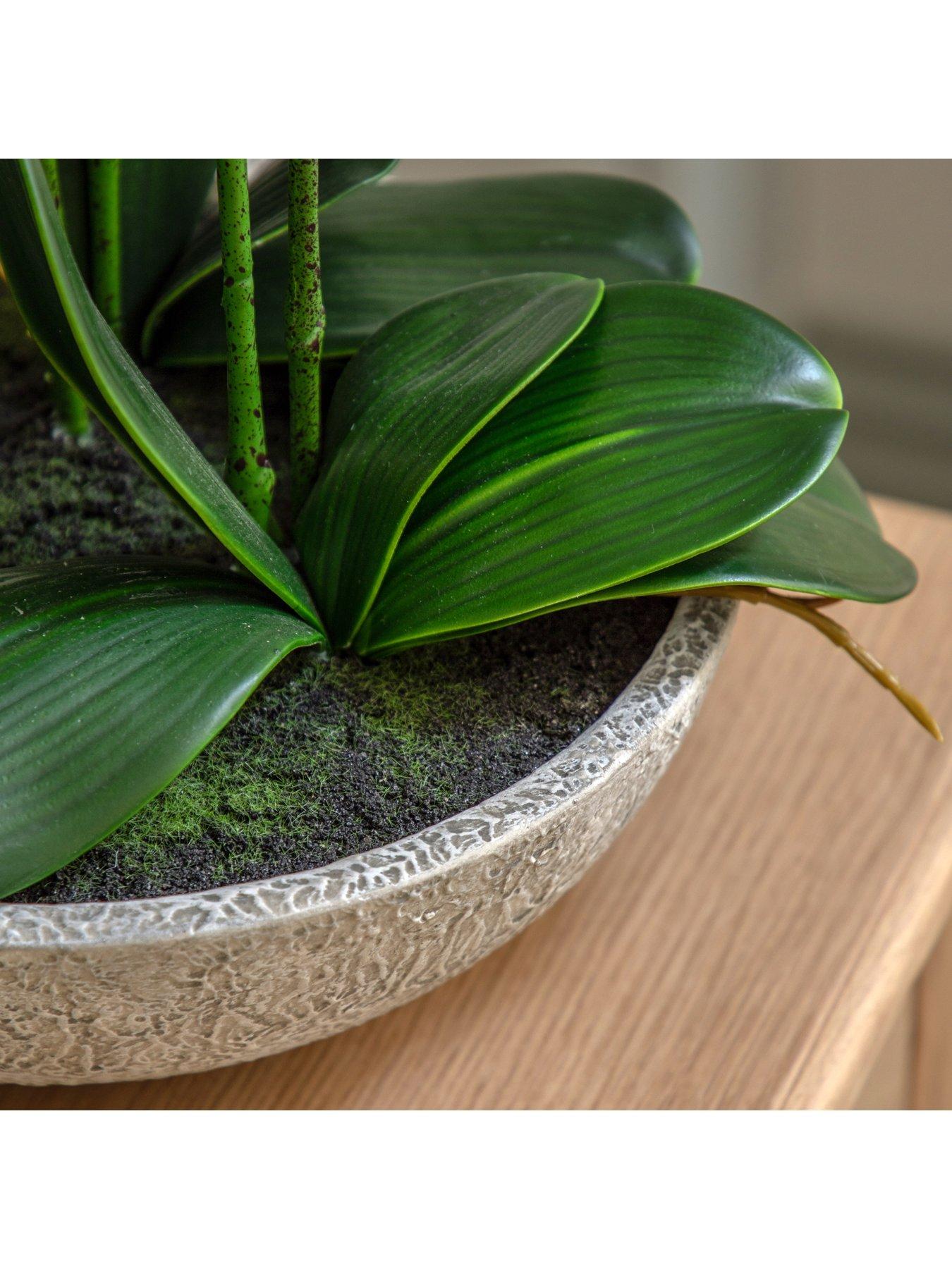 gallery-direct-oversized-orchid-in-cement-pot-whiteoutfit