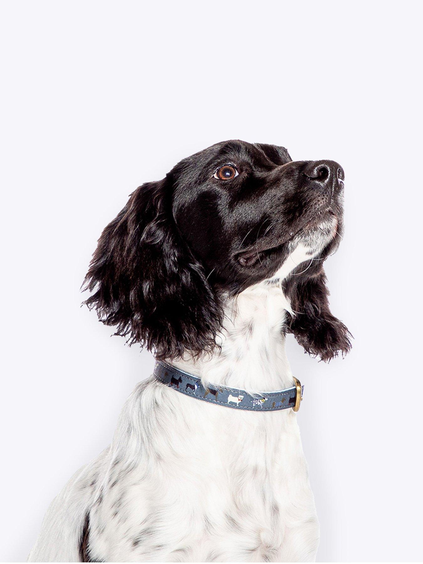 fatface-marching-dogs-collar