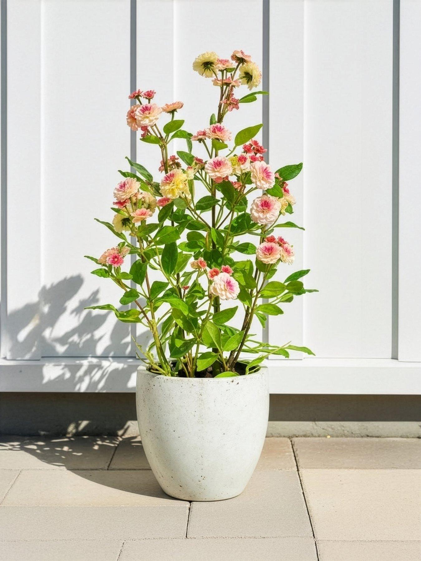 the-very-collection-56cm-camellia-in-pot-peachfront