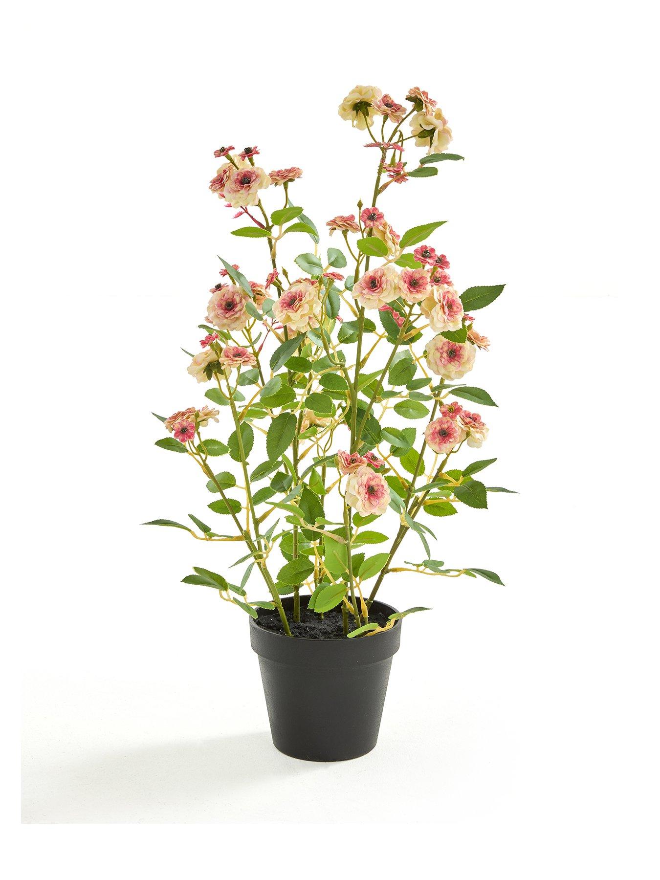 the-very-collection-56cm-camellia-in-pot-peachstillFront