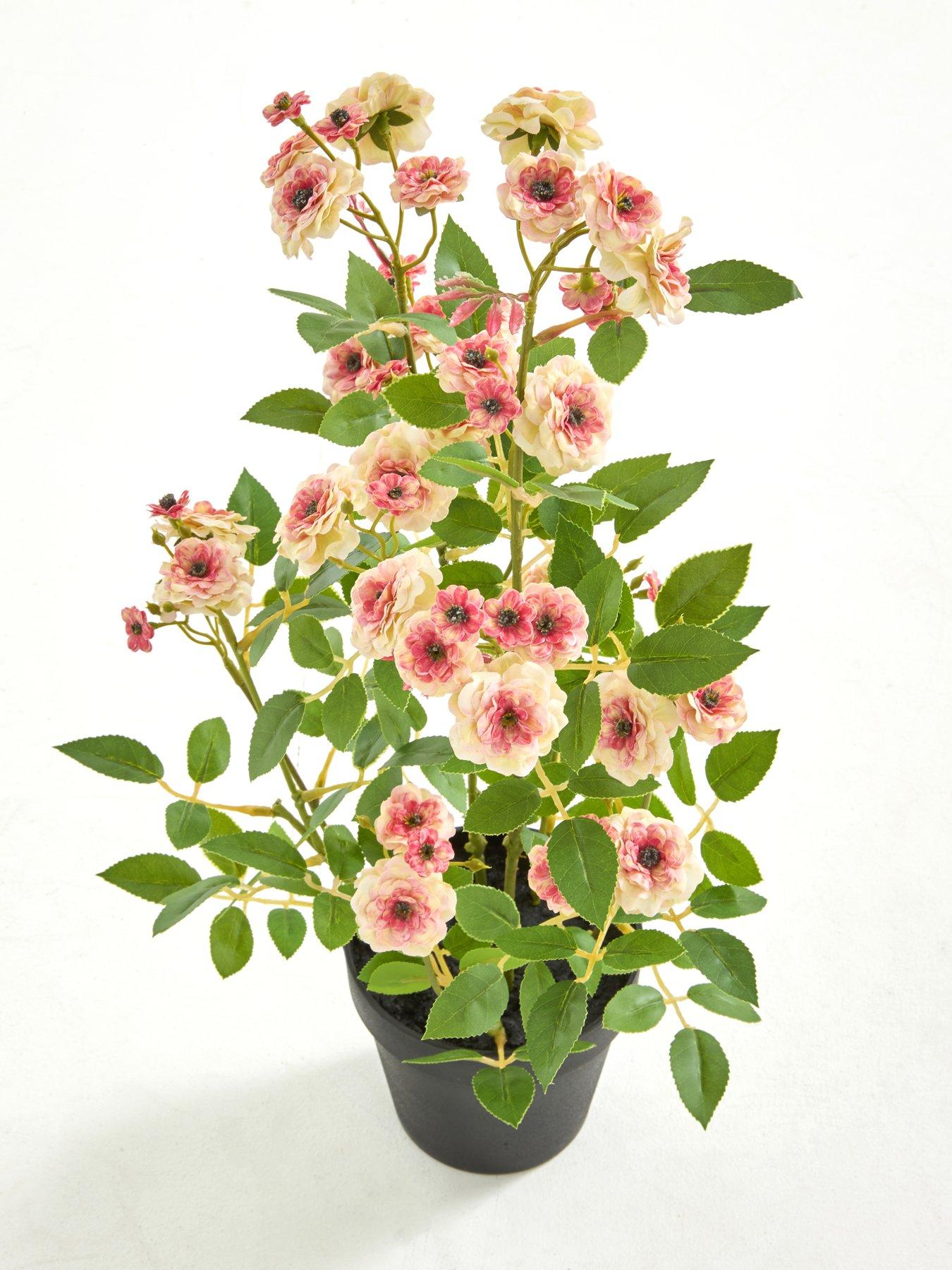 the-very-collection-56cm-camellia-in-pot-peachback