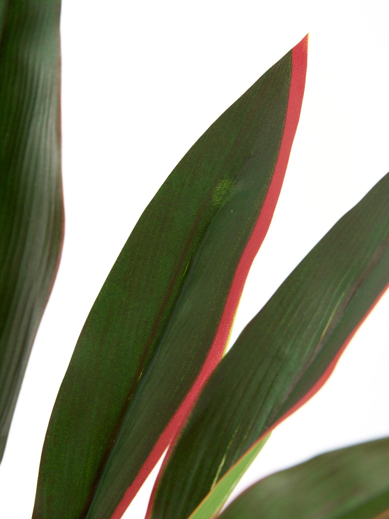 the-very-collection-120cm-real-touch-red-dracaena-in-plastic-potdetail