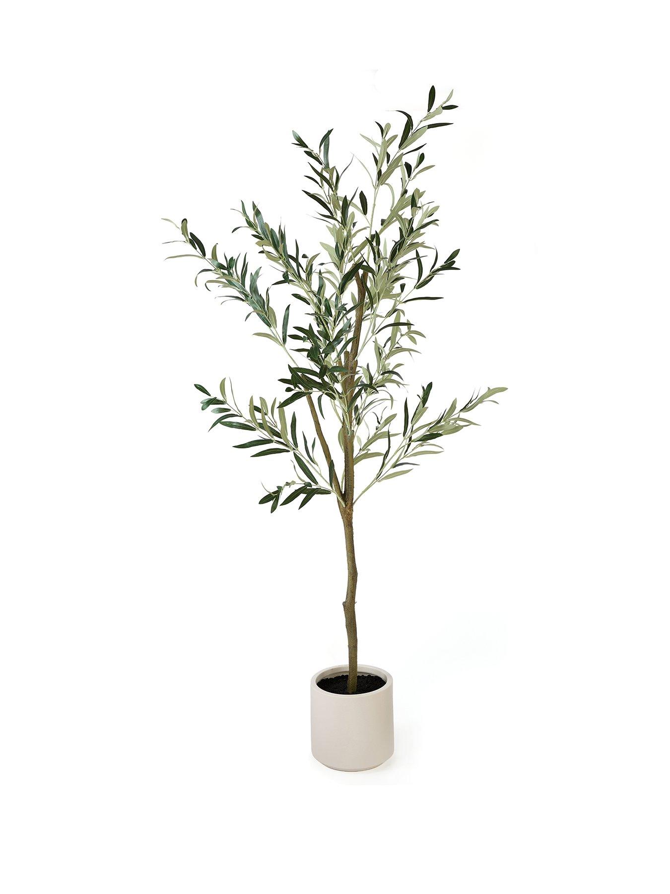 michelle-keegan-home-180cm-olive-tree-in-plastic-potstillFront