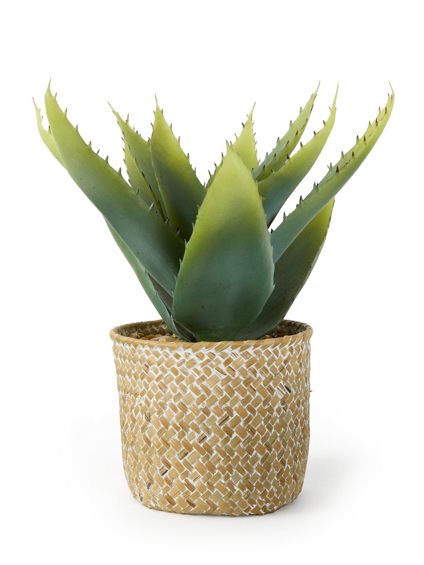 the-very-collection-28cm-aloe-woven-potback