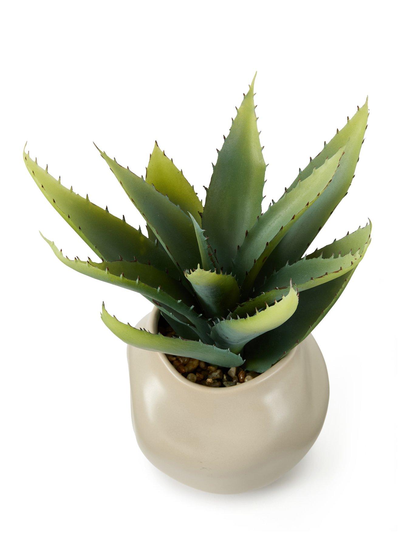 Image 5 of 6 of The Very Collection 30cm Aloe Absract Beige Ceramic Pot
