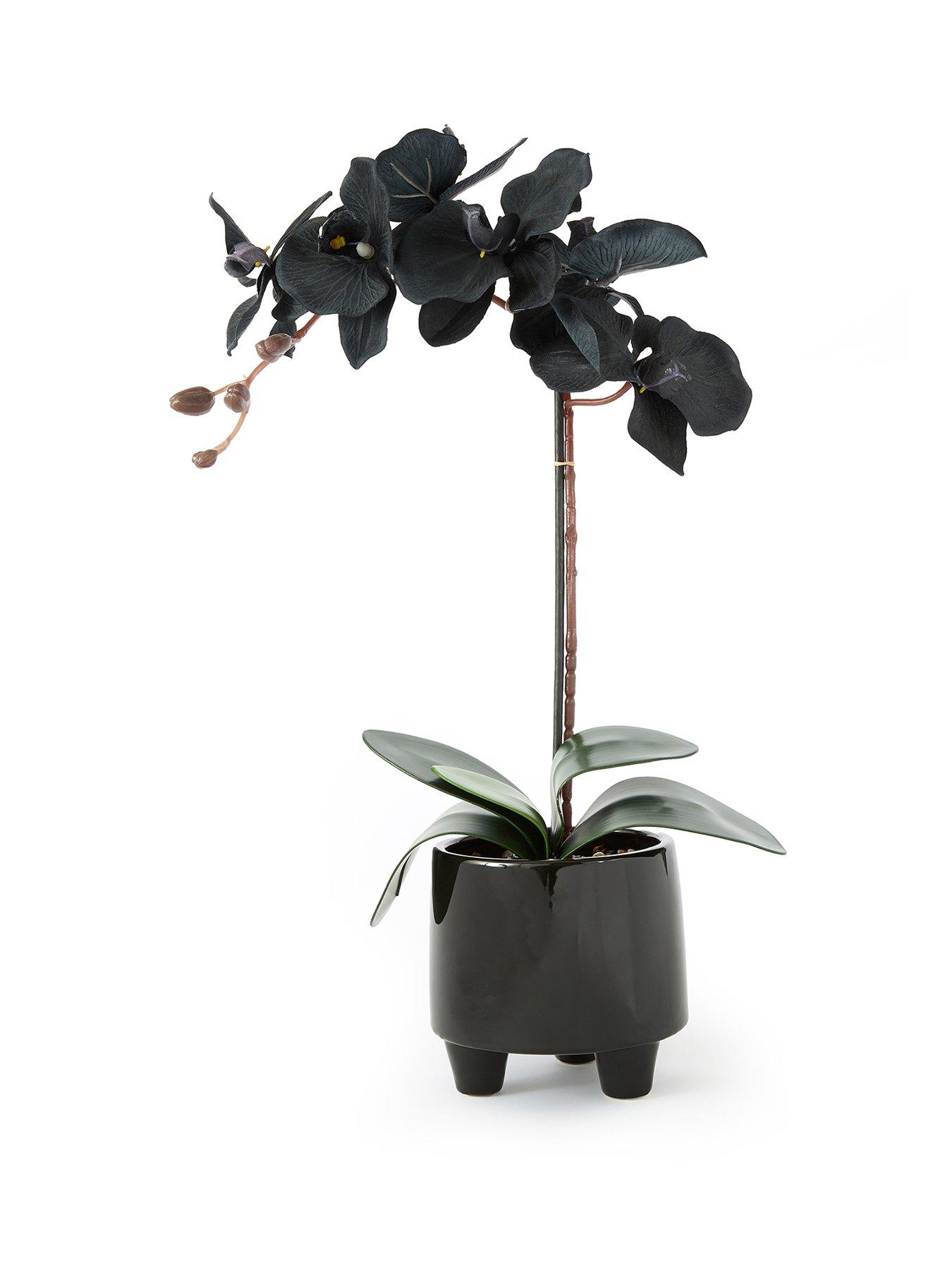 Image 2 of 6 of The Very Collection 50cm Black Orchid In Black Ceramic Pot