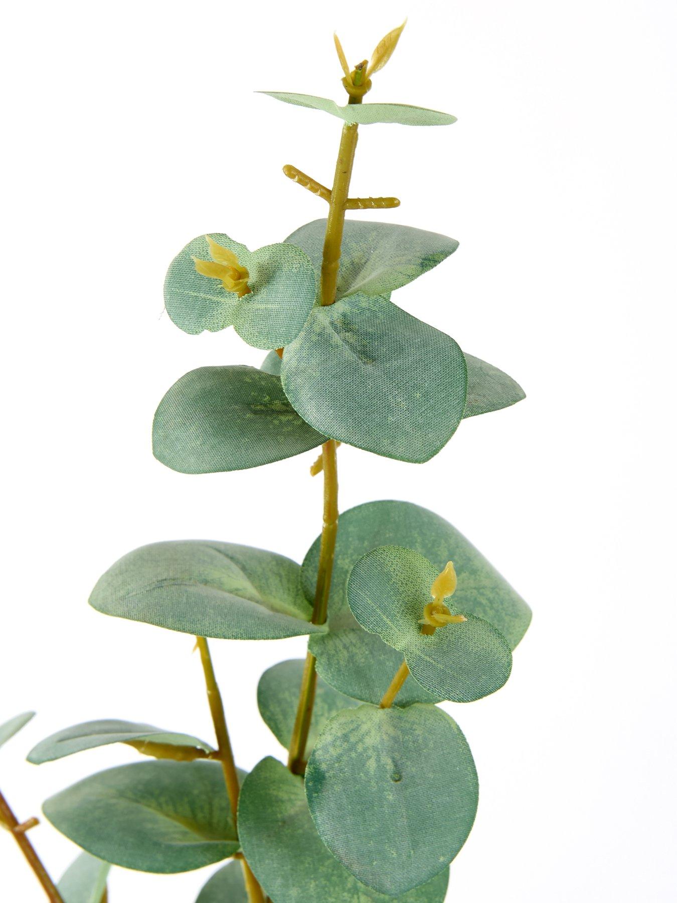 Image 4 of 4 of The Very Collection 69cm Eucalyptus Stems Pack Of 5