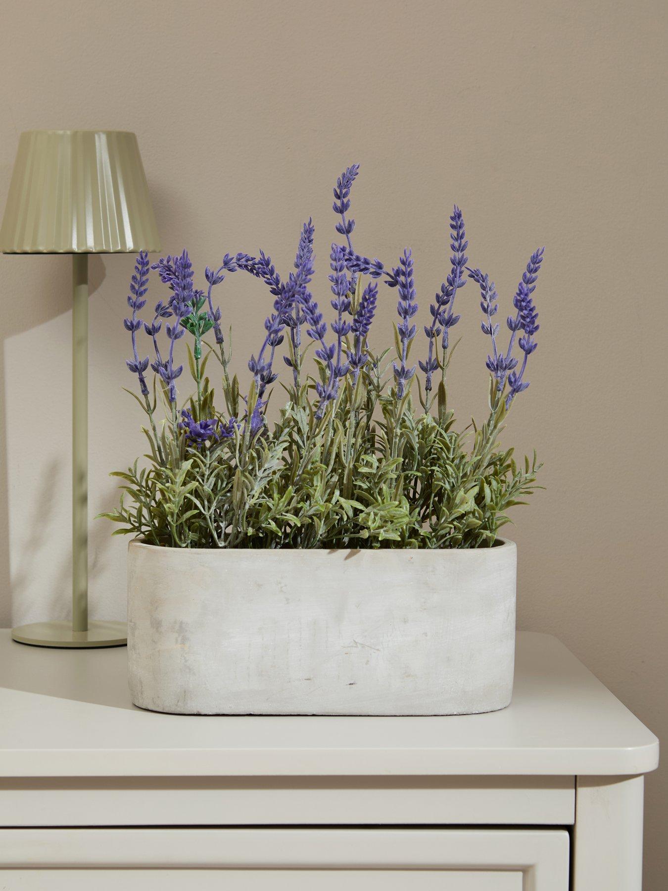 The Very Collection 28cm Lavender in Cement Pot