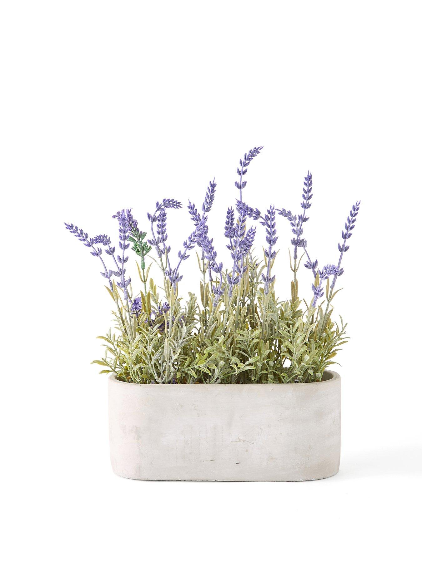 Image 2 of 6 of The Very Collection 28cm Lavender in Cement Pot