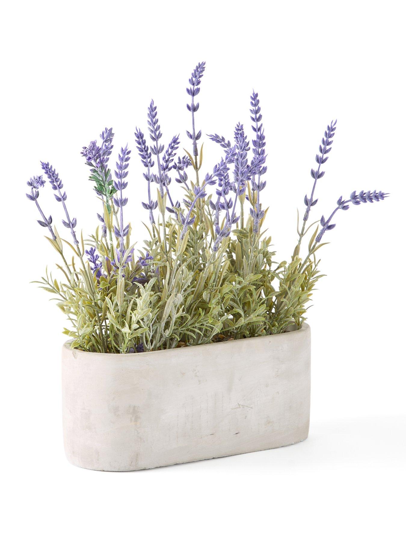 Image 3 of 6 of The Very Collection 28cm Lavender in Cement Pot