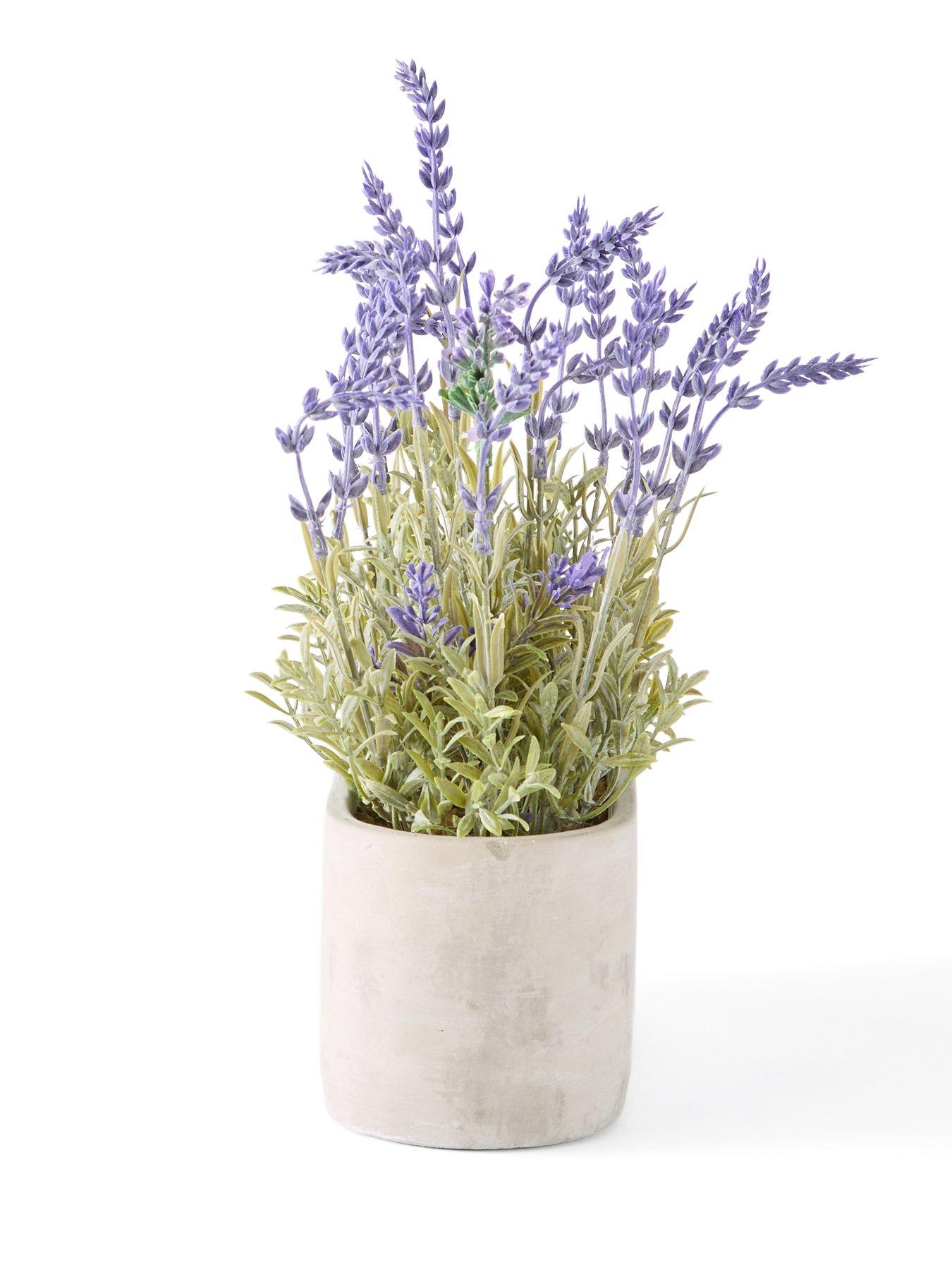 Image 4 of 6 of The Very Collection 28cm Lavender in Cement Pot