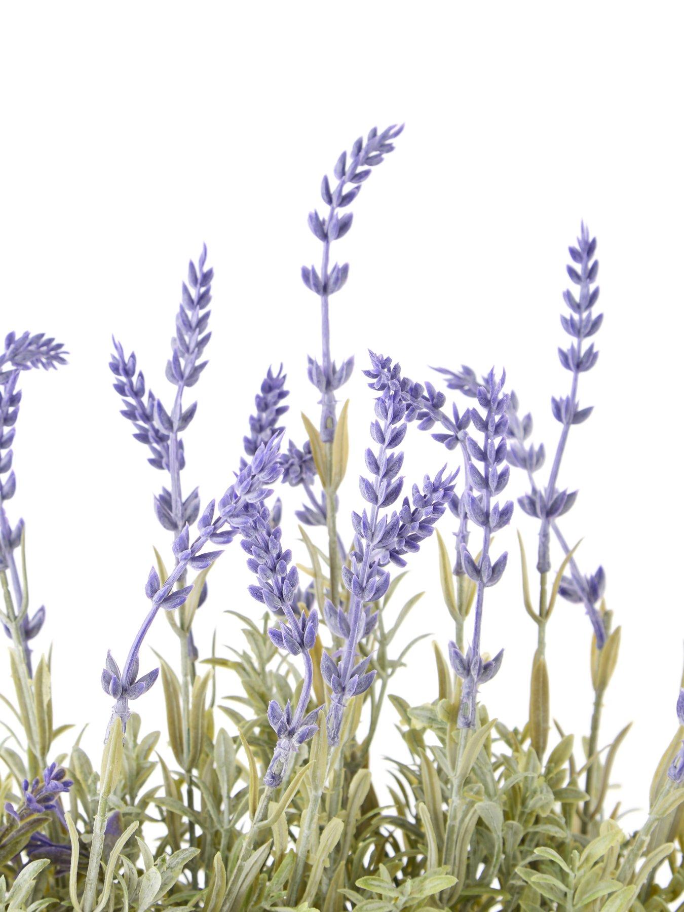 Image 5 of 6 of The Very Collection 28cm Lavender in Cement Pot