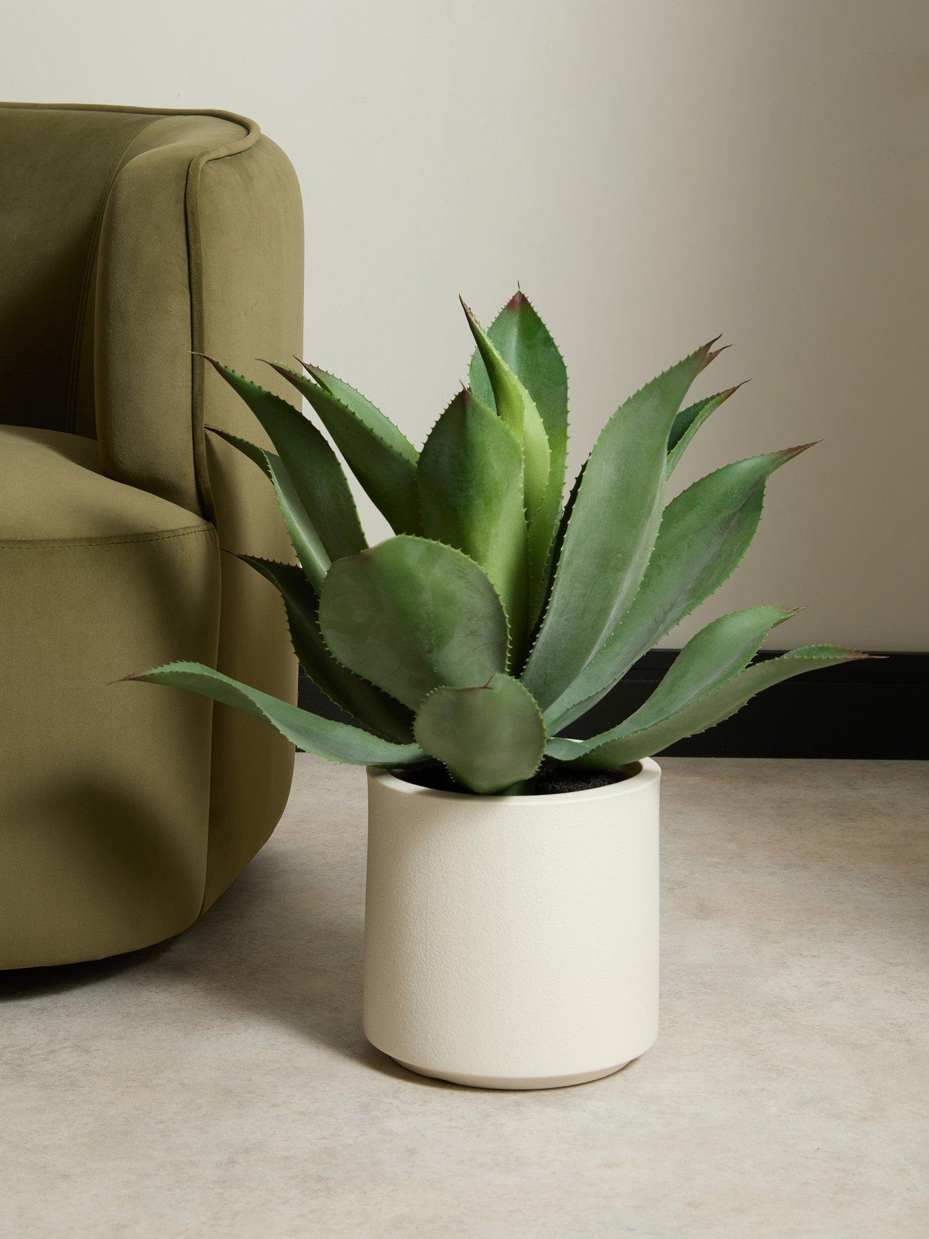Image 1 of 6 of The Very Collection 57cm Agave in Plastic Pot