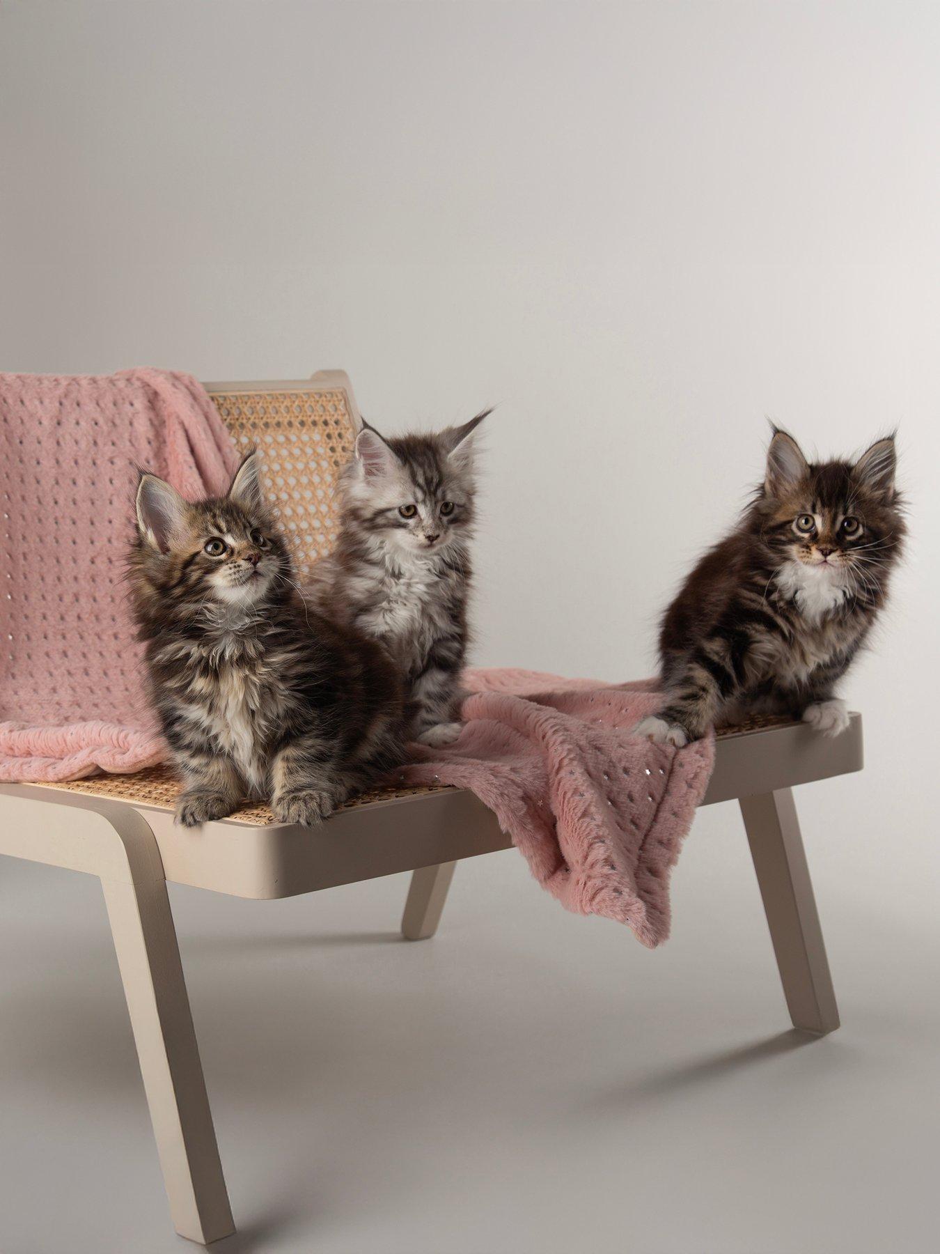 scruffs-my-first-bed-starlight-puppy-kitten-calming-blanketoutfit