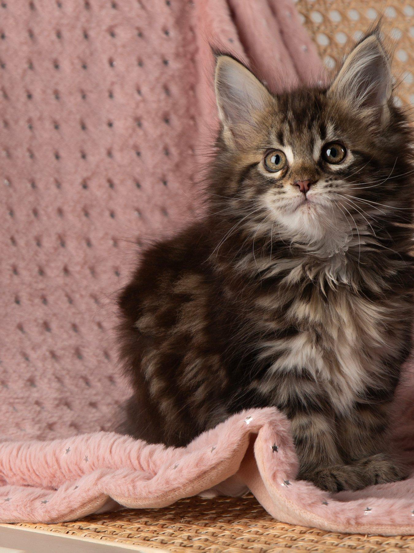 scruffs-my-first-bed-starlight-puppy-kitten-calming-blanketdetail
