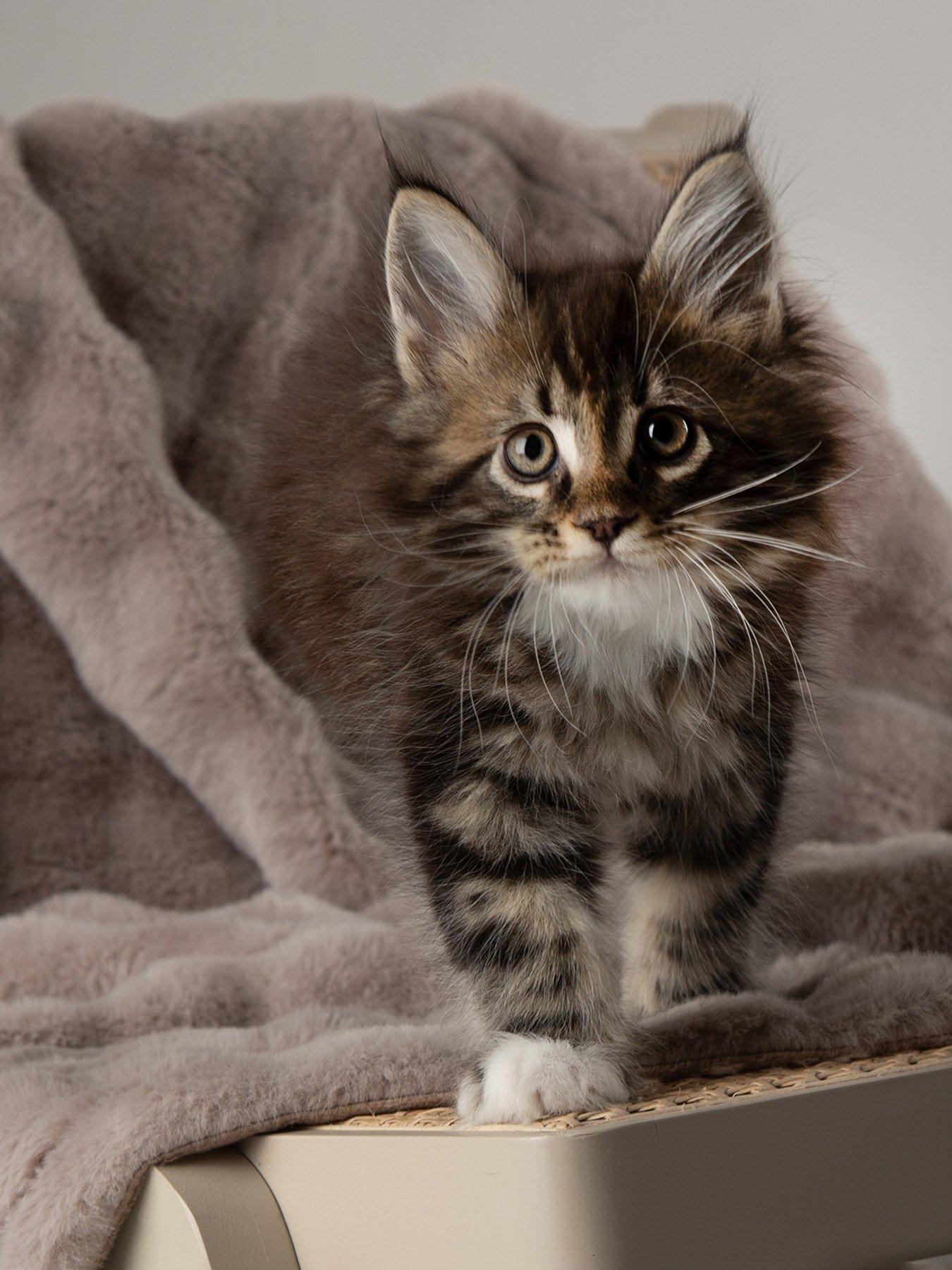 scruffs-my-first-bed-cloud-puppy-kitten-calming-blanketdetail
