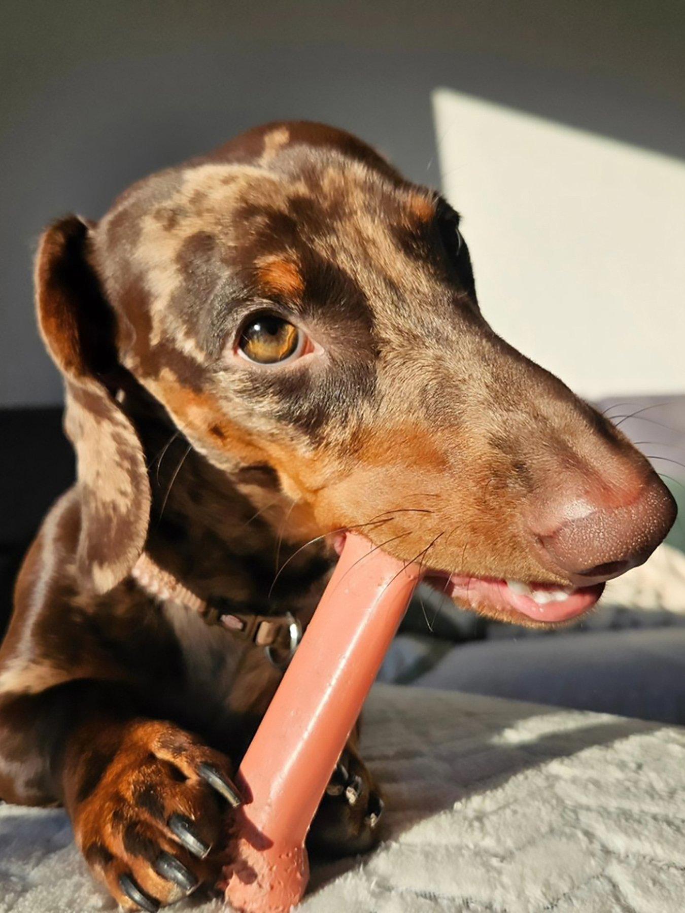 nylabone-nb103peu-ny-extreme-chew-bacon-mediumstillFront