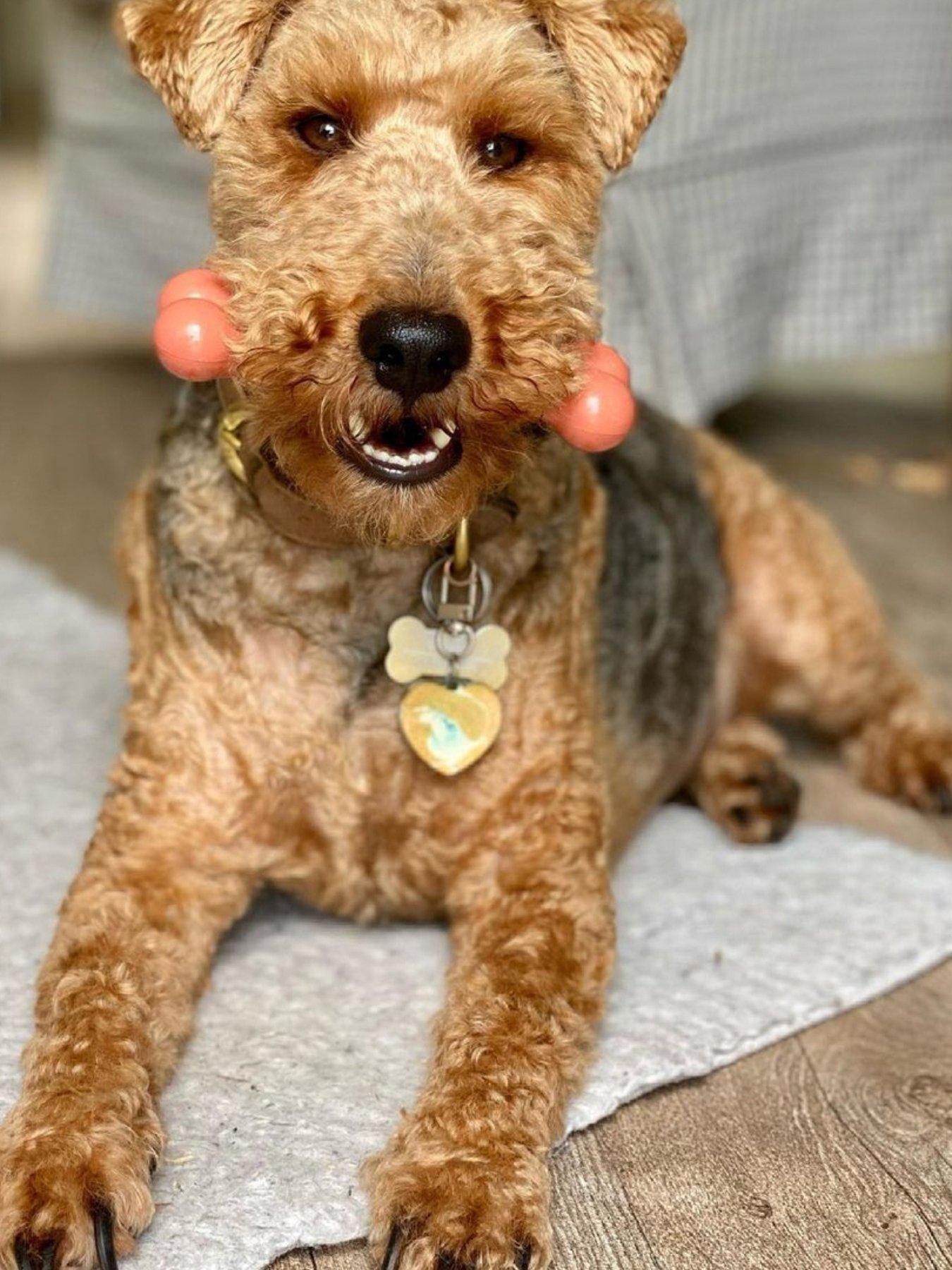 nylabone-nb103peu-ny-extreme-chew-bacon-mediumoutfit