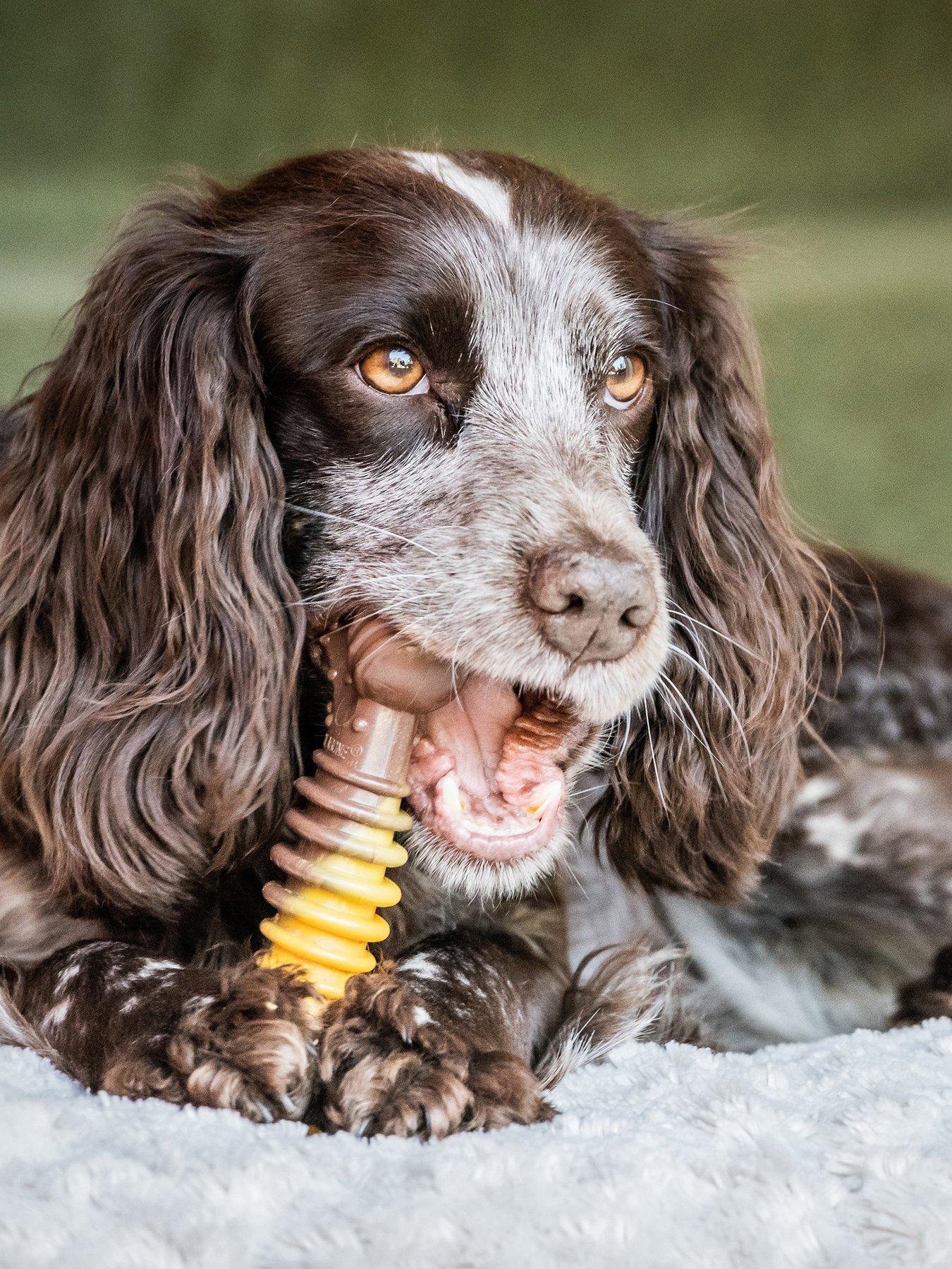 nylabone-nfcs103peu-ny-xtrem-chew-txture-bone-beefcheese-mstillFront