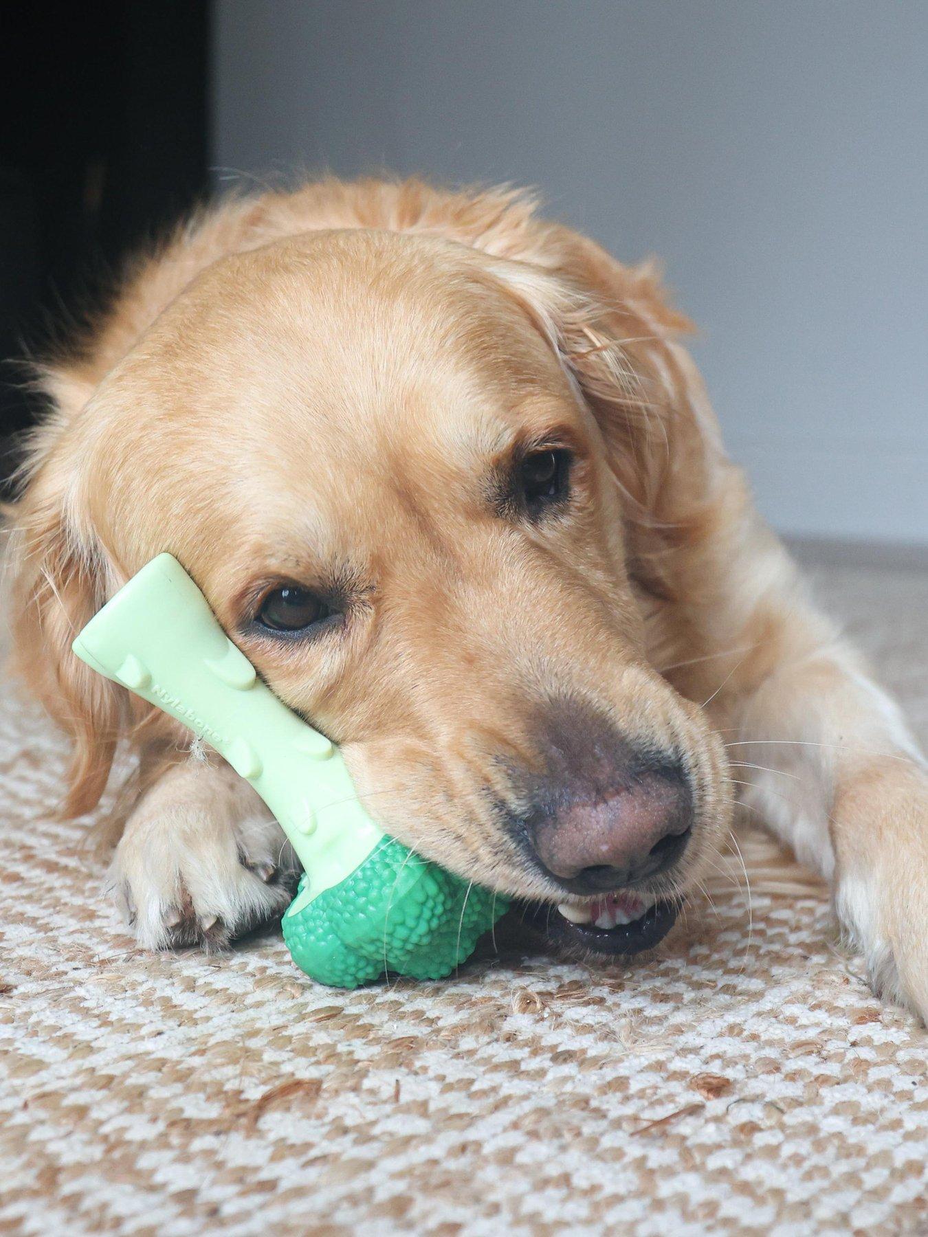 nylabone-nbr105peu-ny-baconcheese-extreme-chew-broccolioutfit