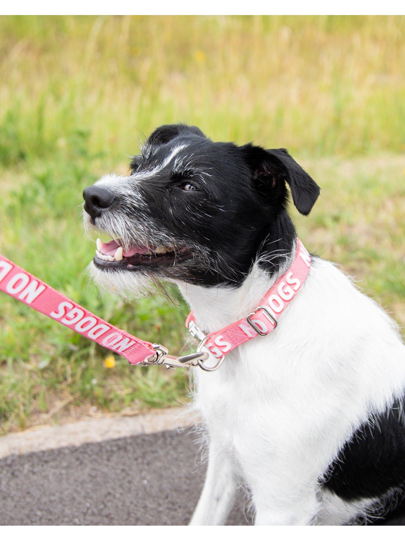 Image 4 of 6 of Rosewood No Dogs Alert Dog Lead