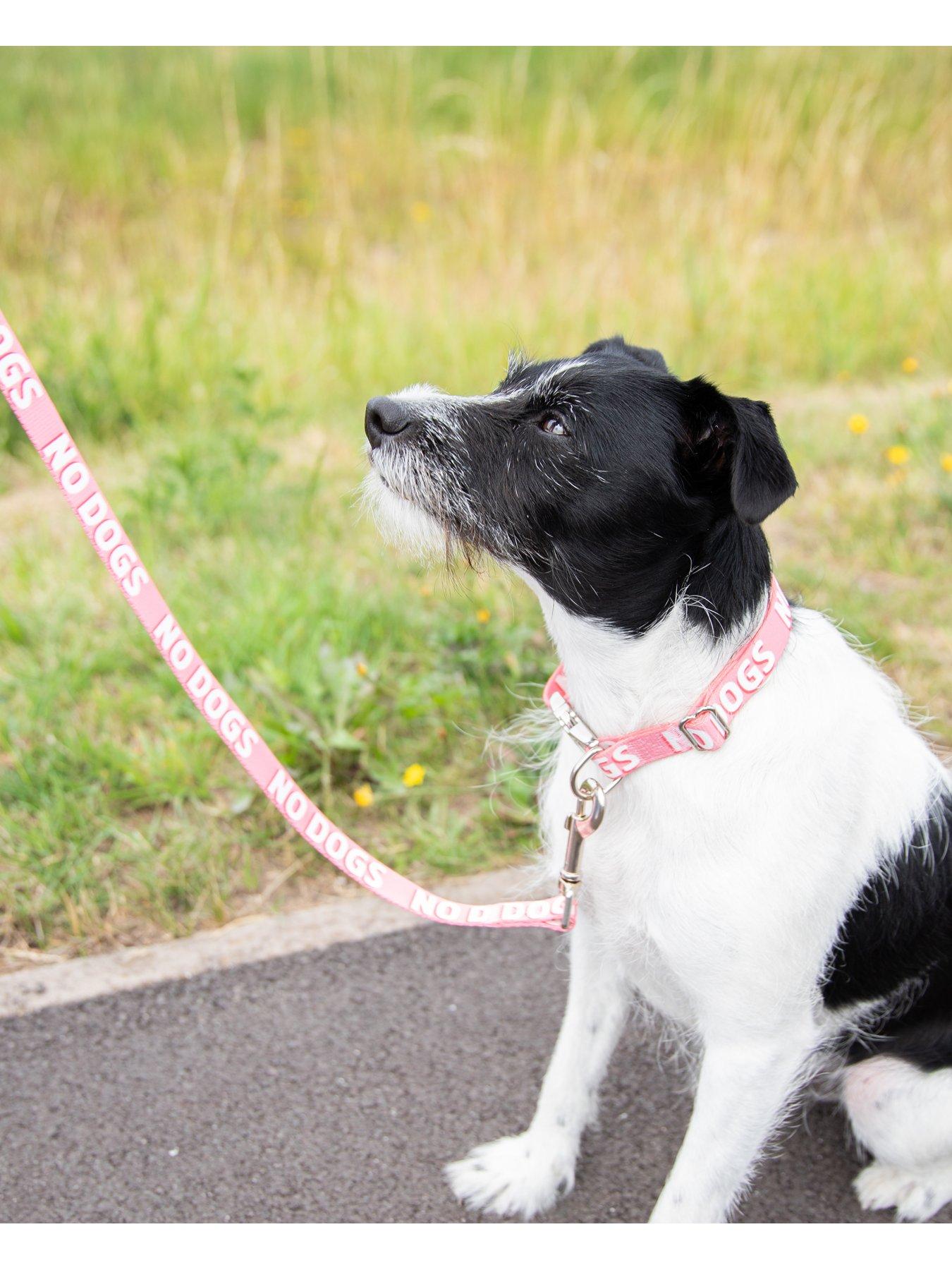 Image 6 of 6 of Rosewood No Dogs Alert Dog Lead