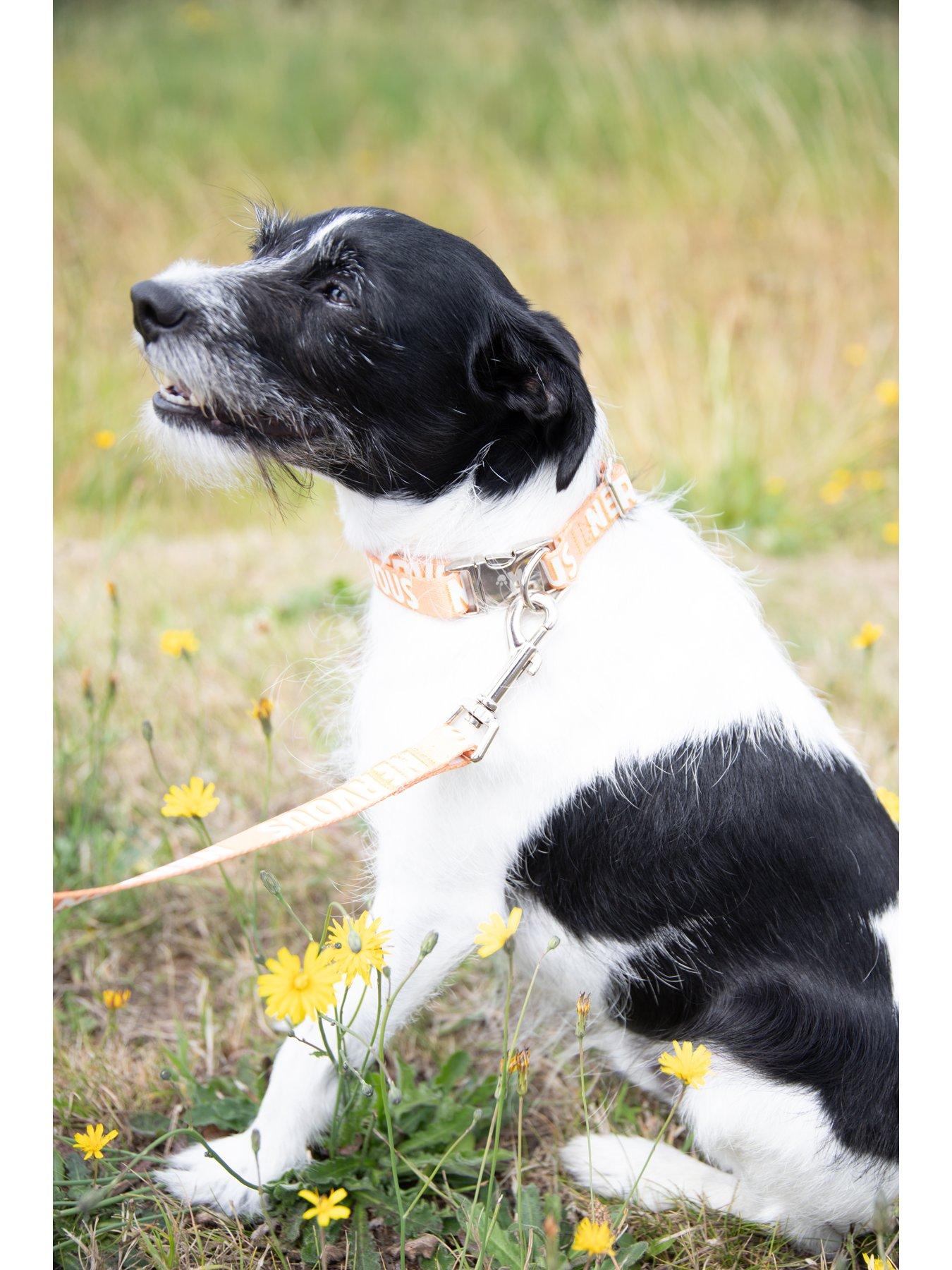 rosewood-1-lead-nervous-alert-collaroutfit