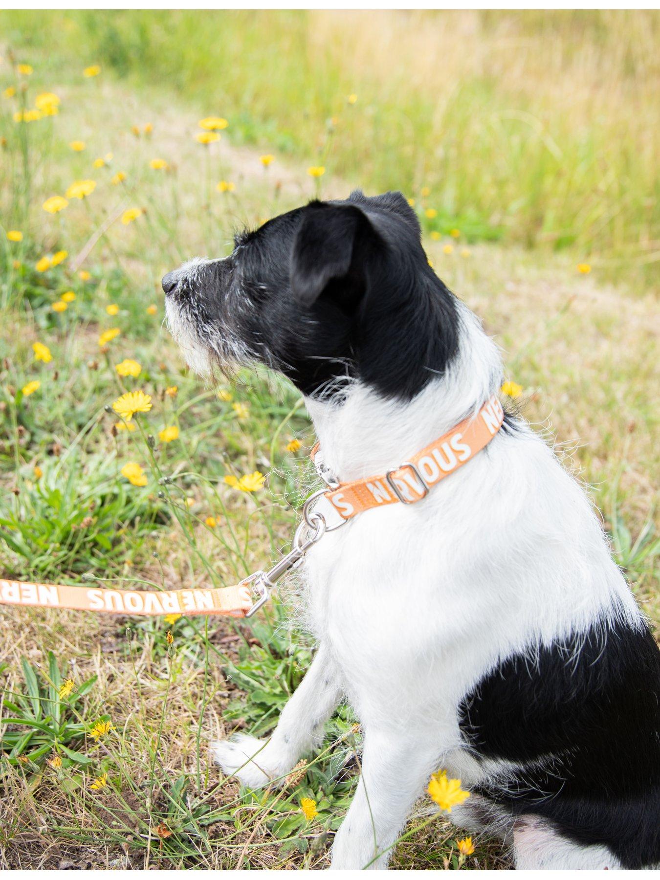 rosewood-1-lead-nervous-alert-collardetail