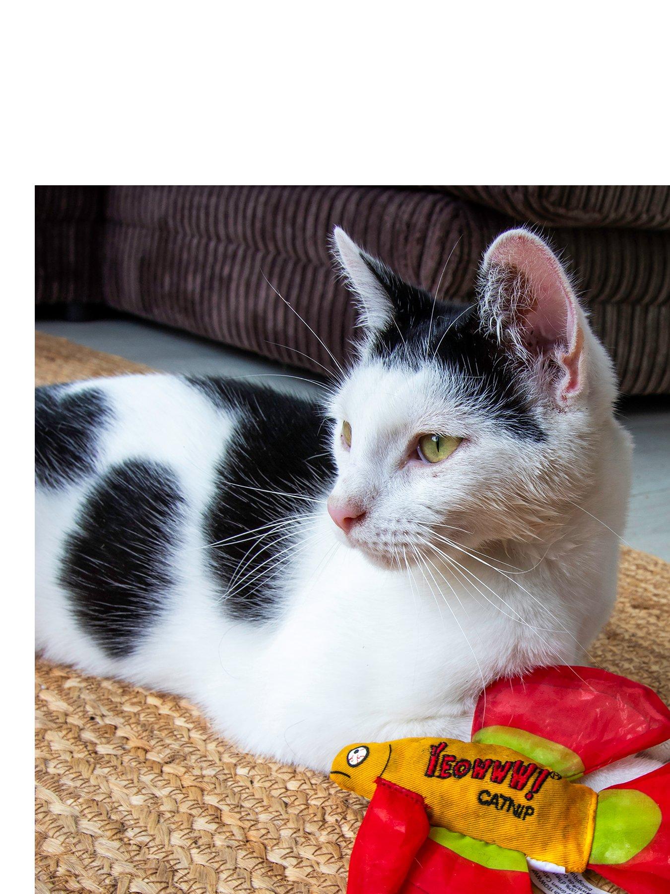 yeowww-mo-betta-fish-cat-toystillFront