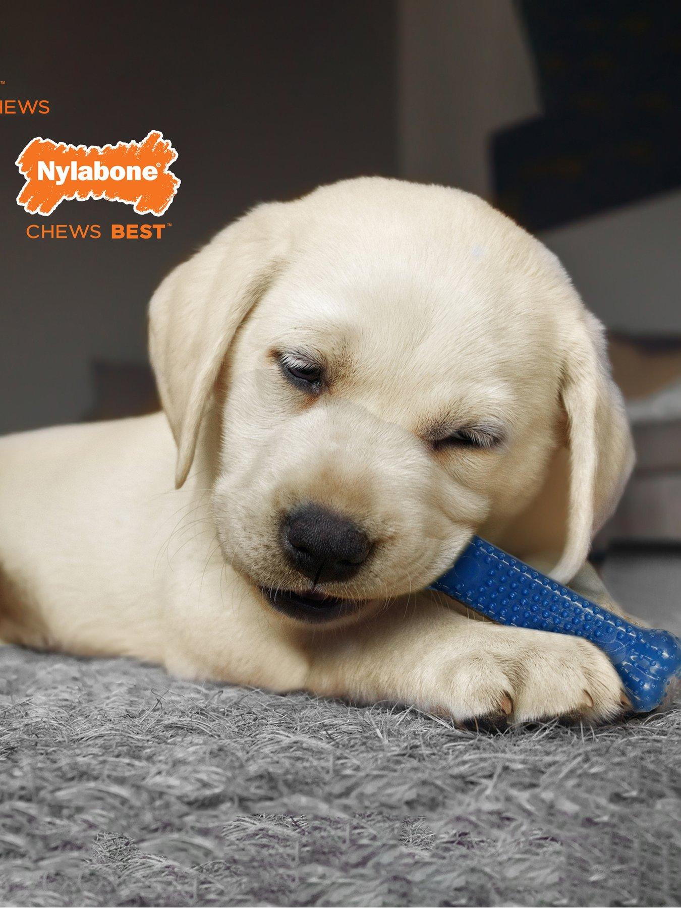 Image 2 of 7 of Nylabone Puppy Starter Kit Toy Small