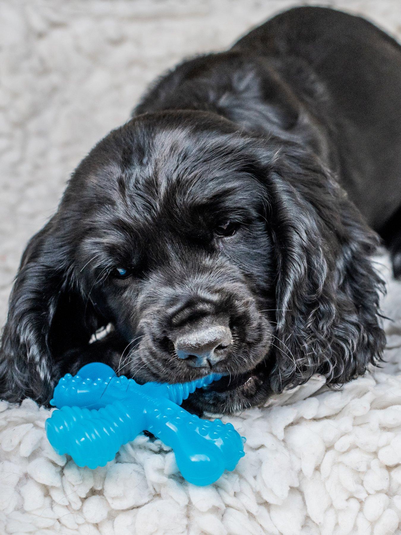 Image 2 of 7 of Nylabone Puppy Teething X Bone Beef Flavour Chew Toy -XS