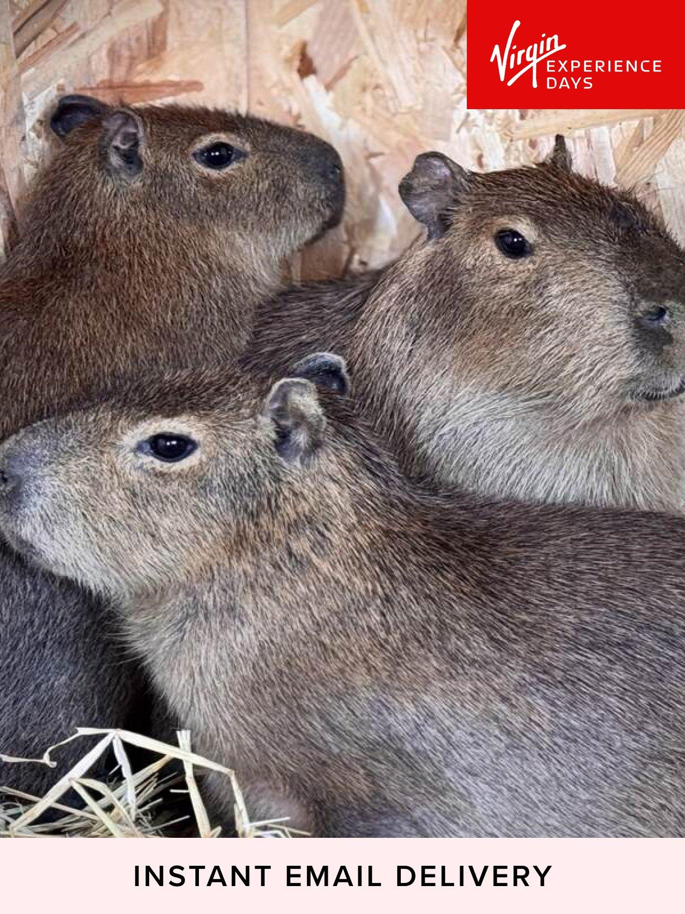 Image 1 of 5 of Virgin Experience Days Millets Wildside Capybara Encounter for Two, Oxfordshire