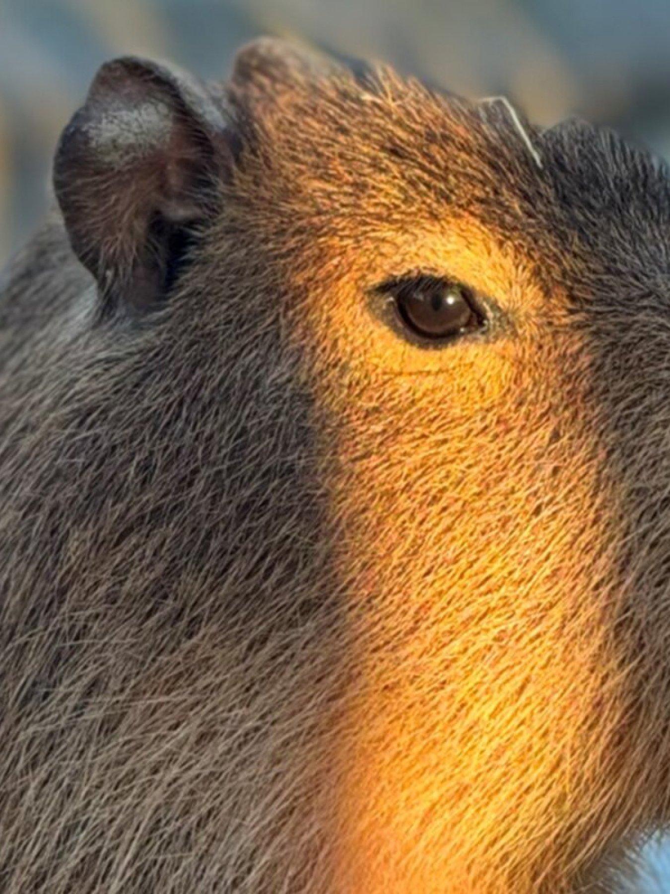 Image 2 of 5 of Virgin Experience Days Millets Wildside Capybara Encounter for Two, Oxfordshire