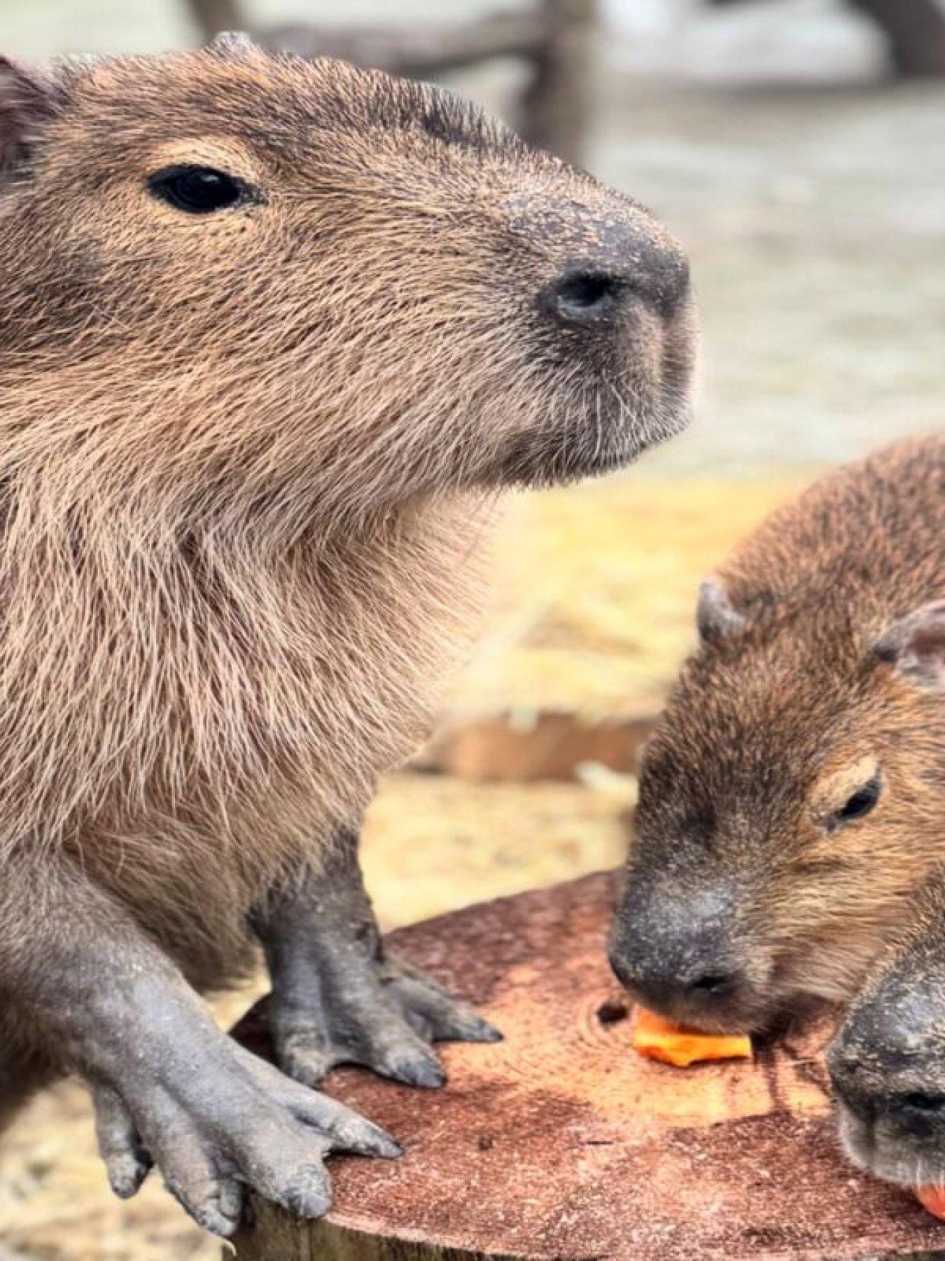 Image 3 of 5 of Virgin Experience Days Millets Wildside Capybara Encounter for Two, Oxfordshire