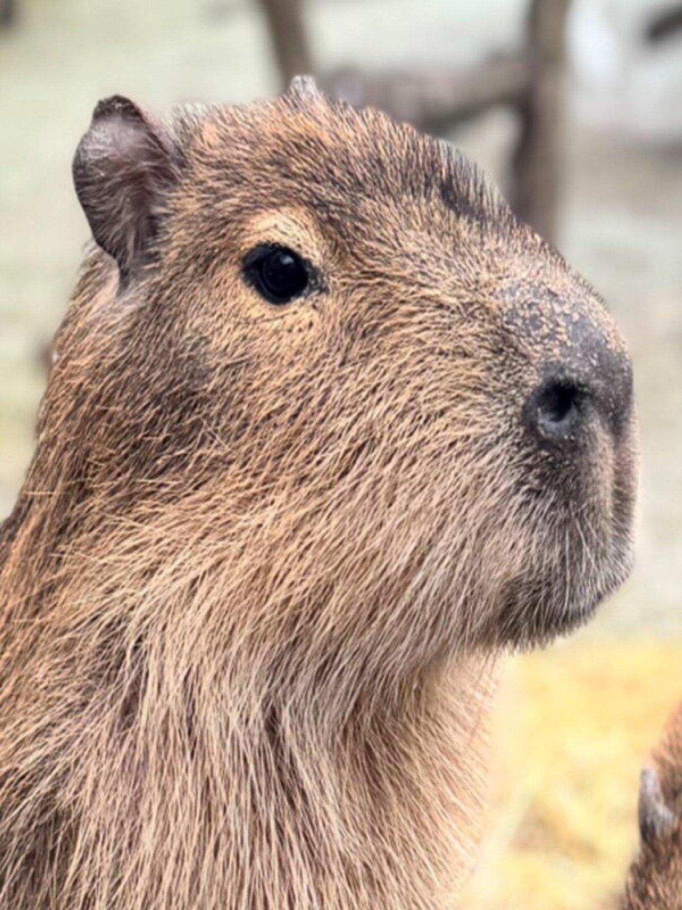 Image 4 of 5 of Virgin Experience Days Millets Wildside Capybara Encounter for Two, Oxfordshire