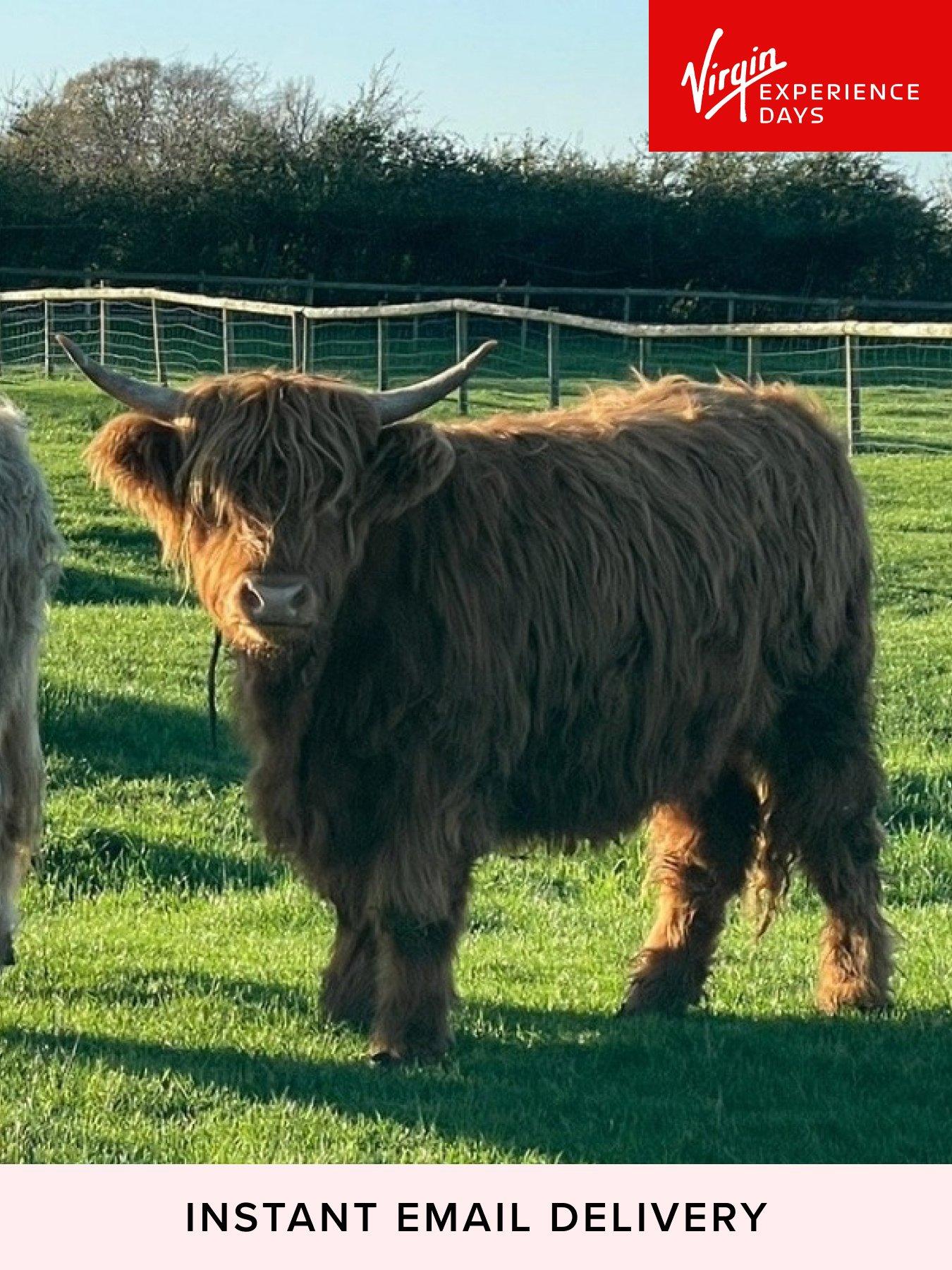 Image 1 of 5 of Virgin Experience Days Meet and Greet a Highland Cow, Somerset