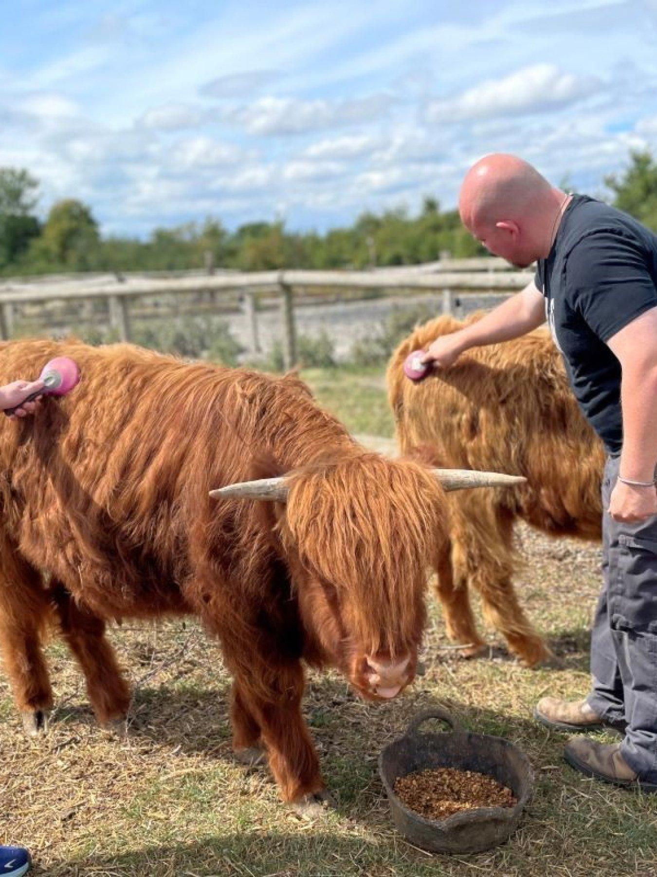 Image 2 of 5 of Virgin Experience Days Meet and Greet a Highland Cow, Somerset