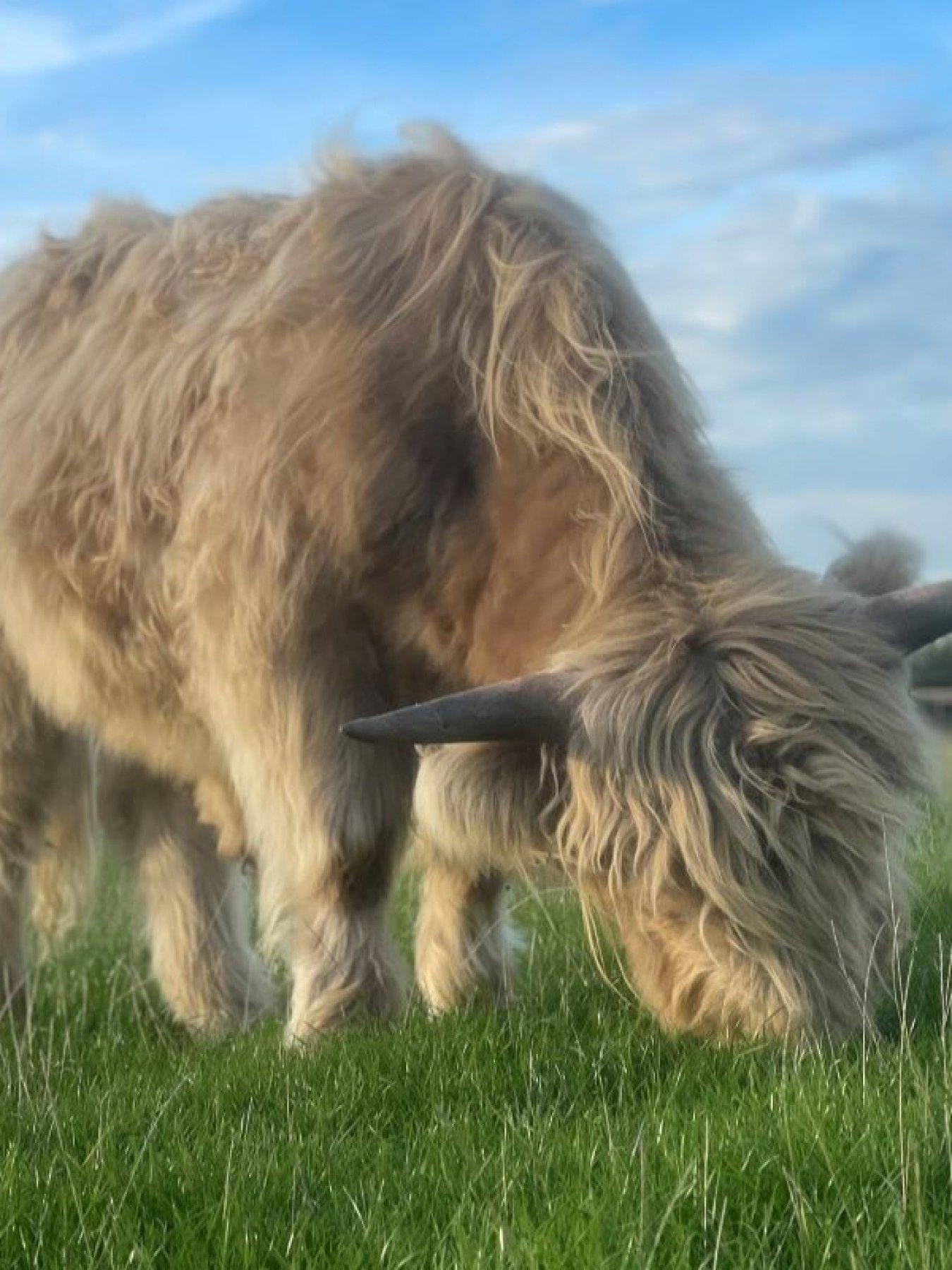 Image 3 of 5 of Virgin Experience Days Meet and Greet a Highland Cow, Somerset