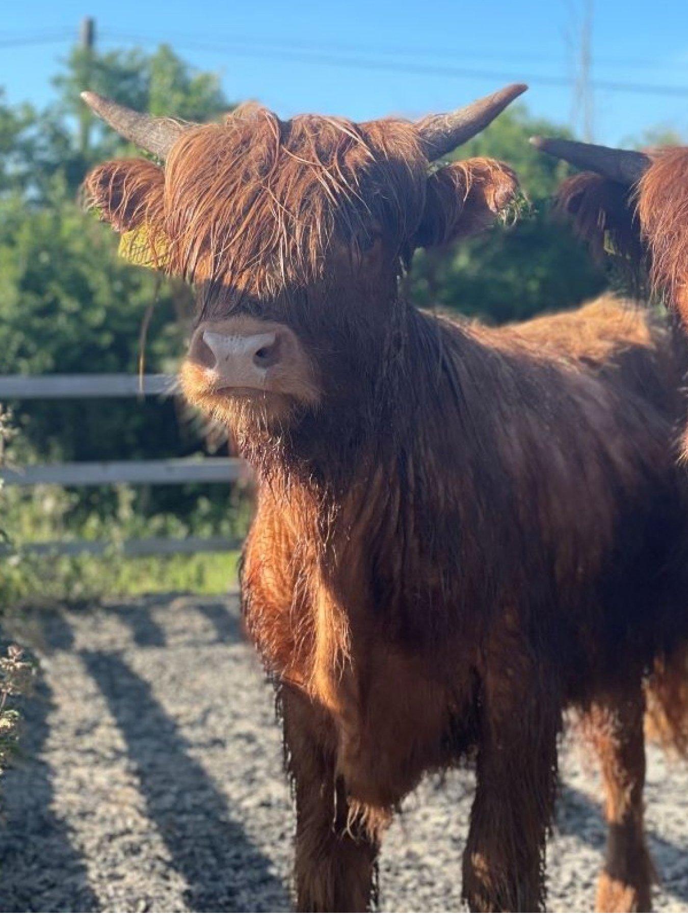 Image 4 of 5 of Virgin Experience Days Meet and Greet a Highland Cow, Somerset