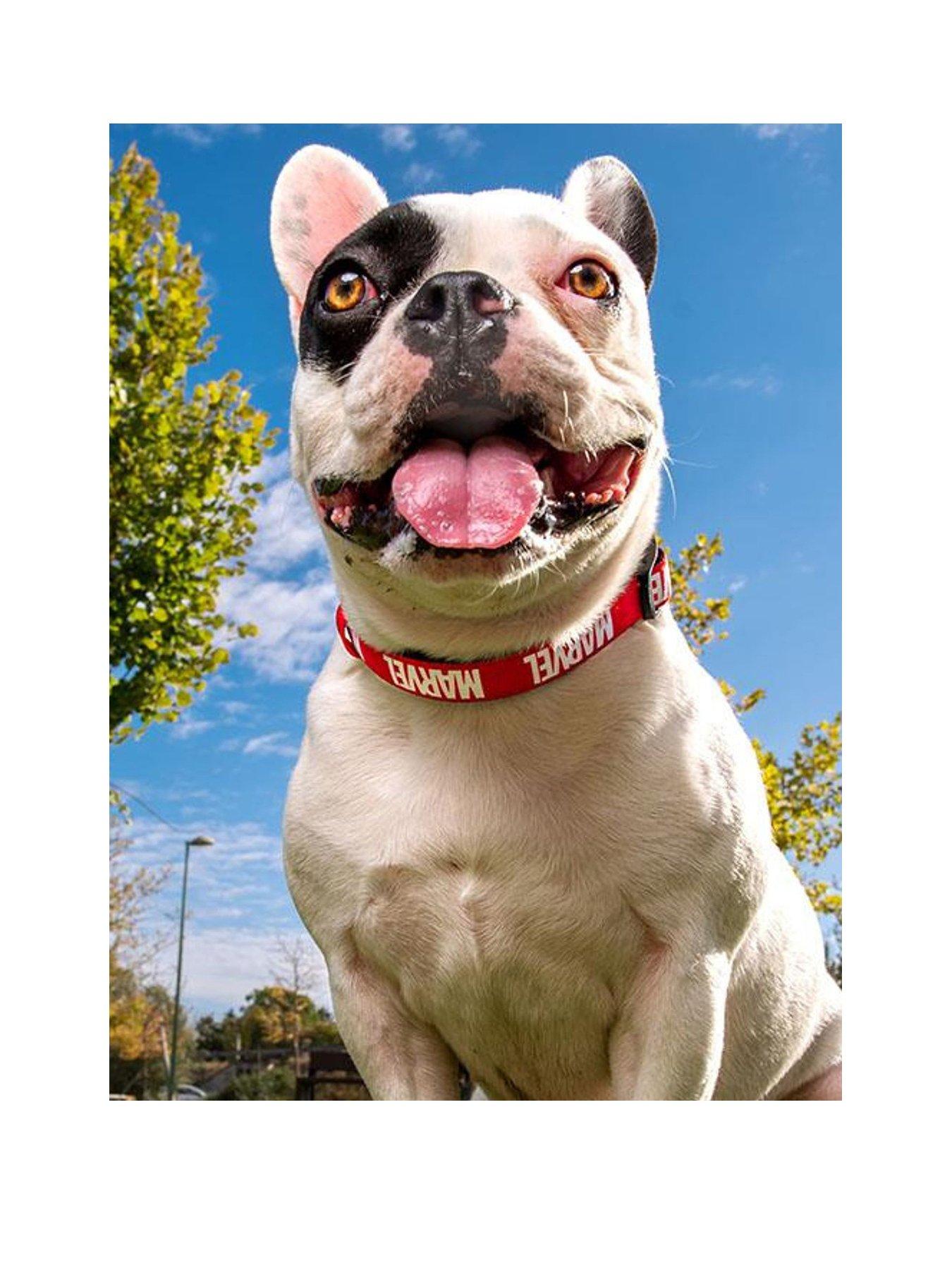 marvel-marvel-dog-collarstillFront