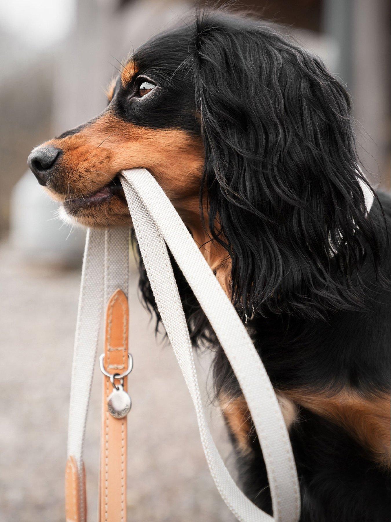 Lords and Labradors Lords & Labradors Essentials Twill Collar Linen M