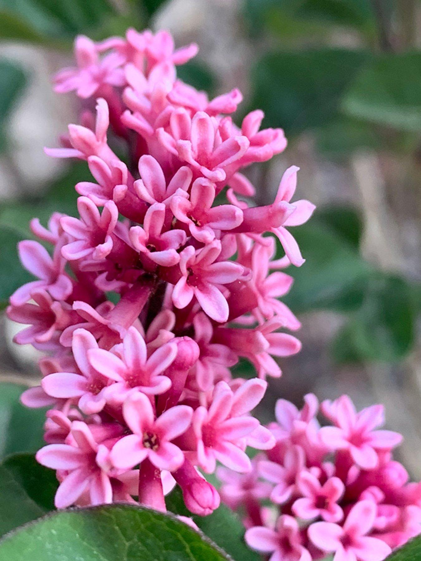 You Garden Pair of Syringa meyeri Little Rosie Standards (90cm)