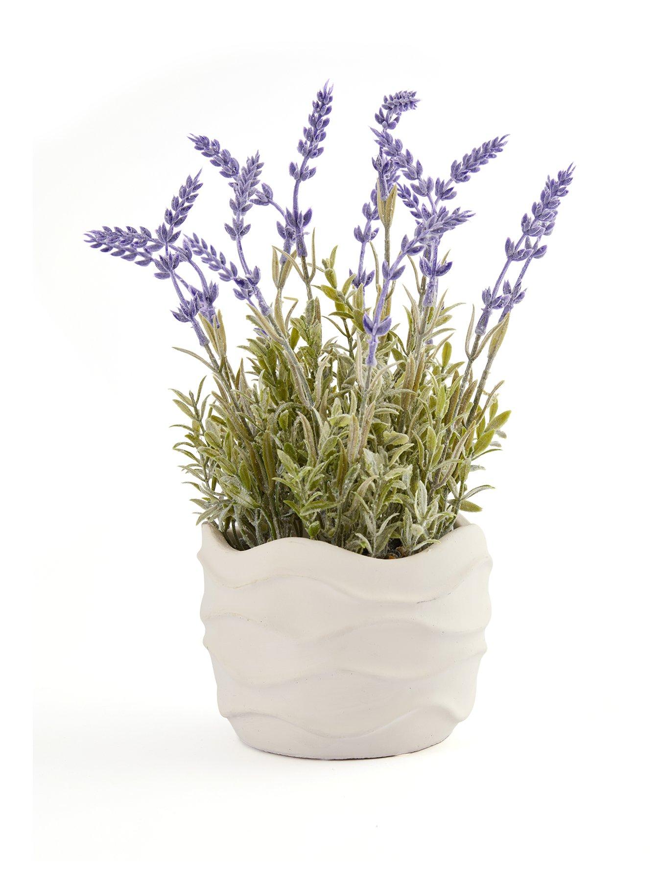 Image 2 of 7 of The Very Collection 33cm Lavender In Wavy Cement Pot