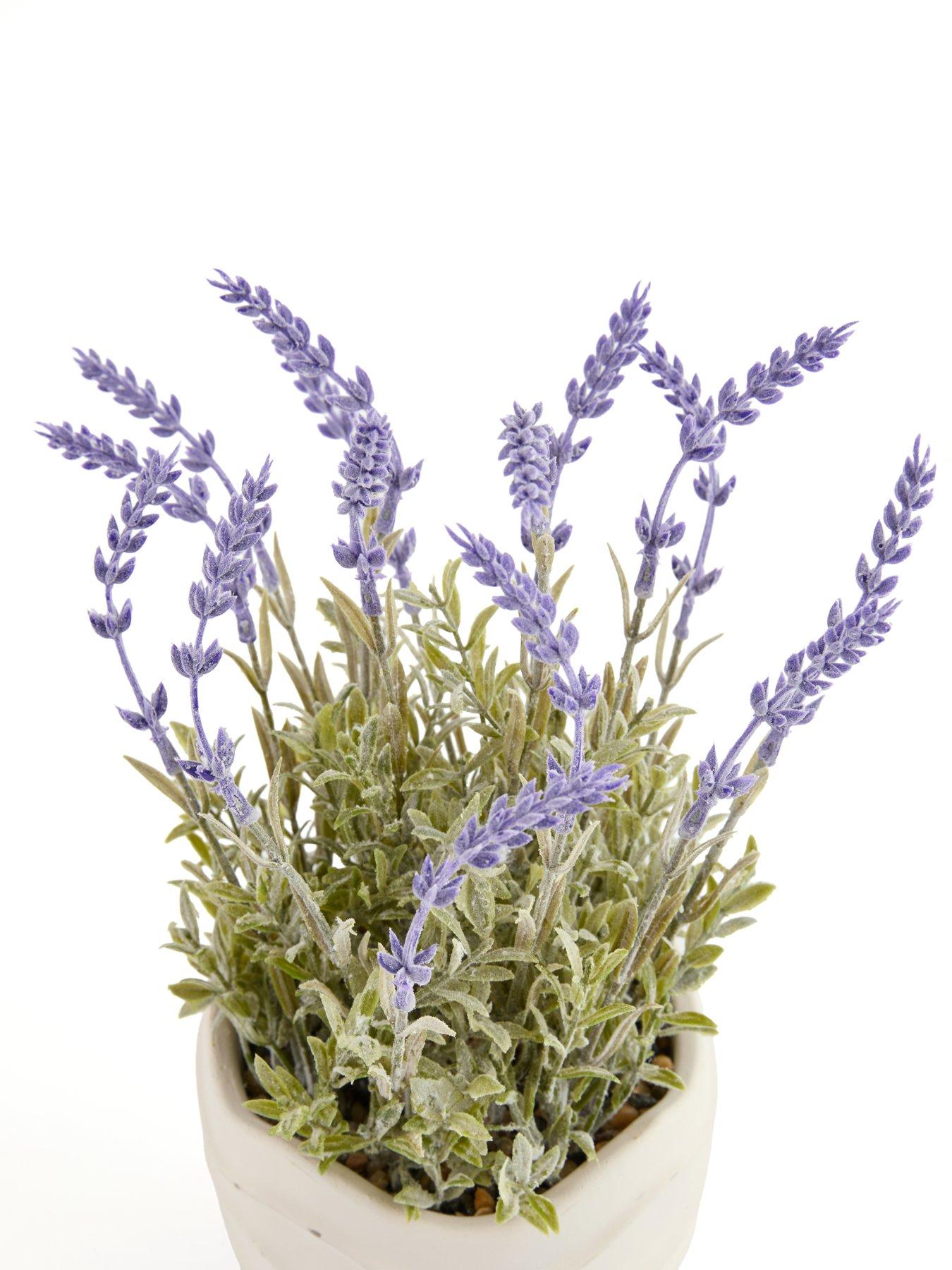 Image 3 of 7 of The Very Collection 33cm Lavender In Wavy Cement Pot