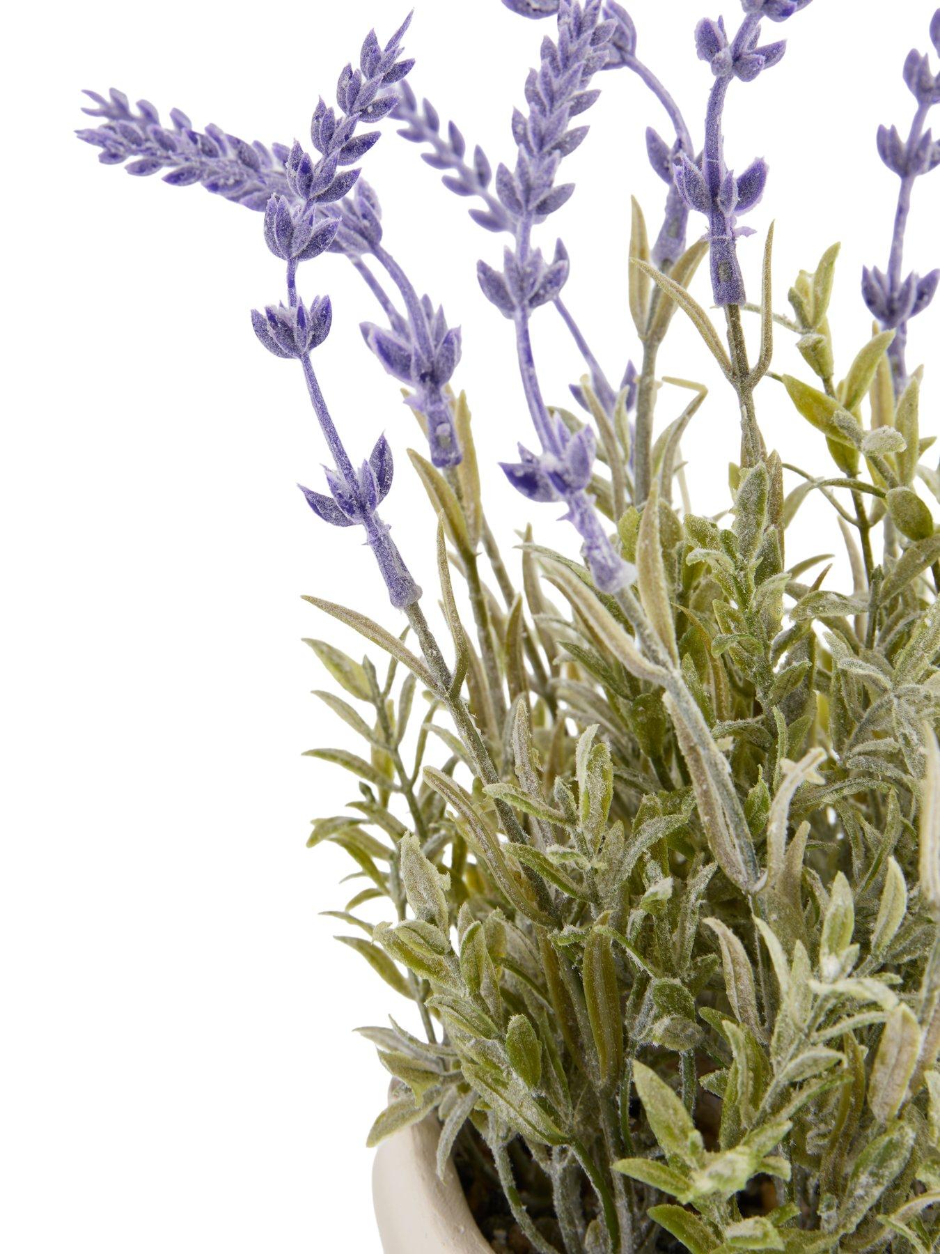 Image 4 of 7 of The Very Collection 33cm Lavender In Wavy Cement Pot