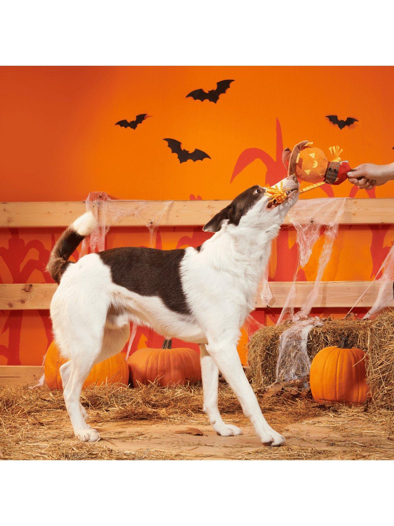 Image 3 of 3 of Bark Jack-Crow-Lantern  Dog Toy