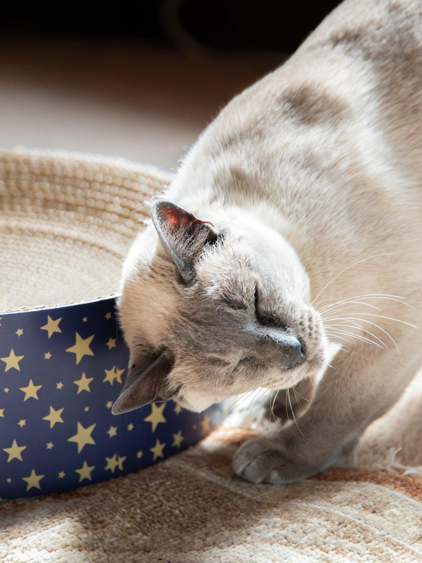 Image 6 of 7 of Rosewood Festive Cardboard Scratcher