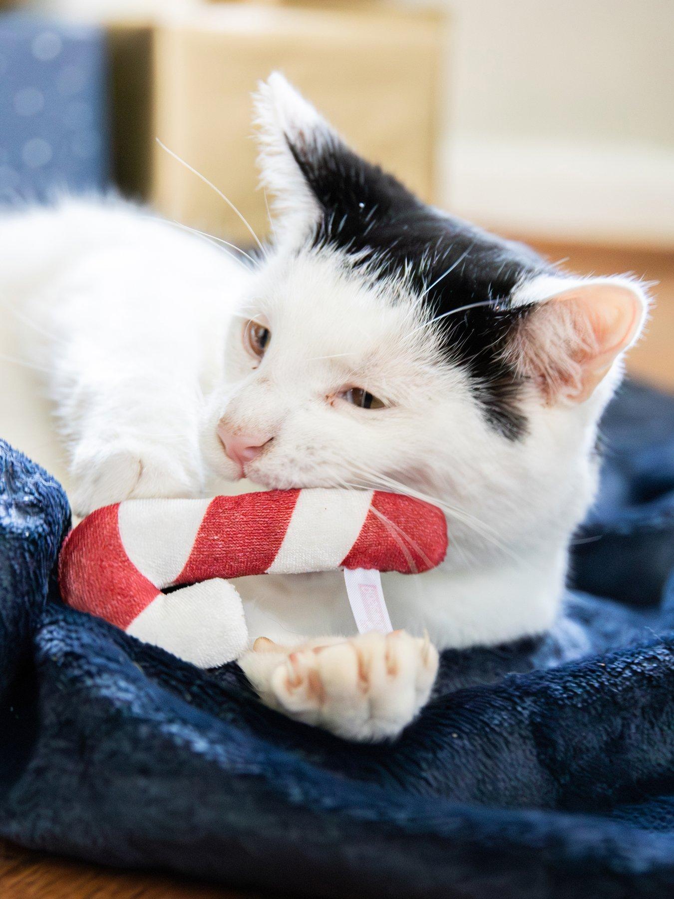 Image 4 of 7 of Rosewood Cat Christmas Dinner Cat Stocking/Festive Bauble Trio Toy