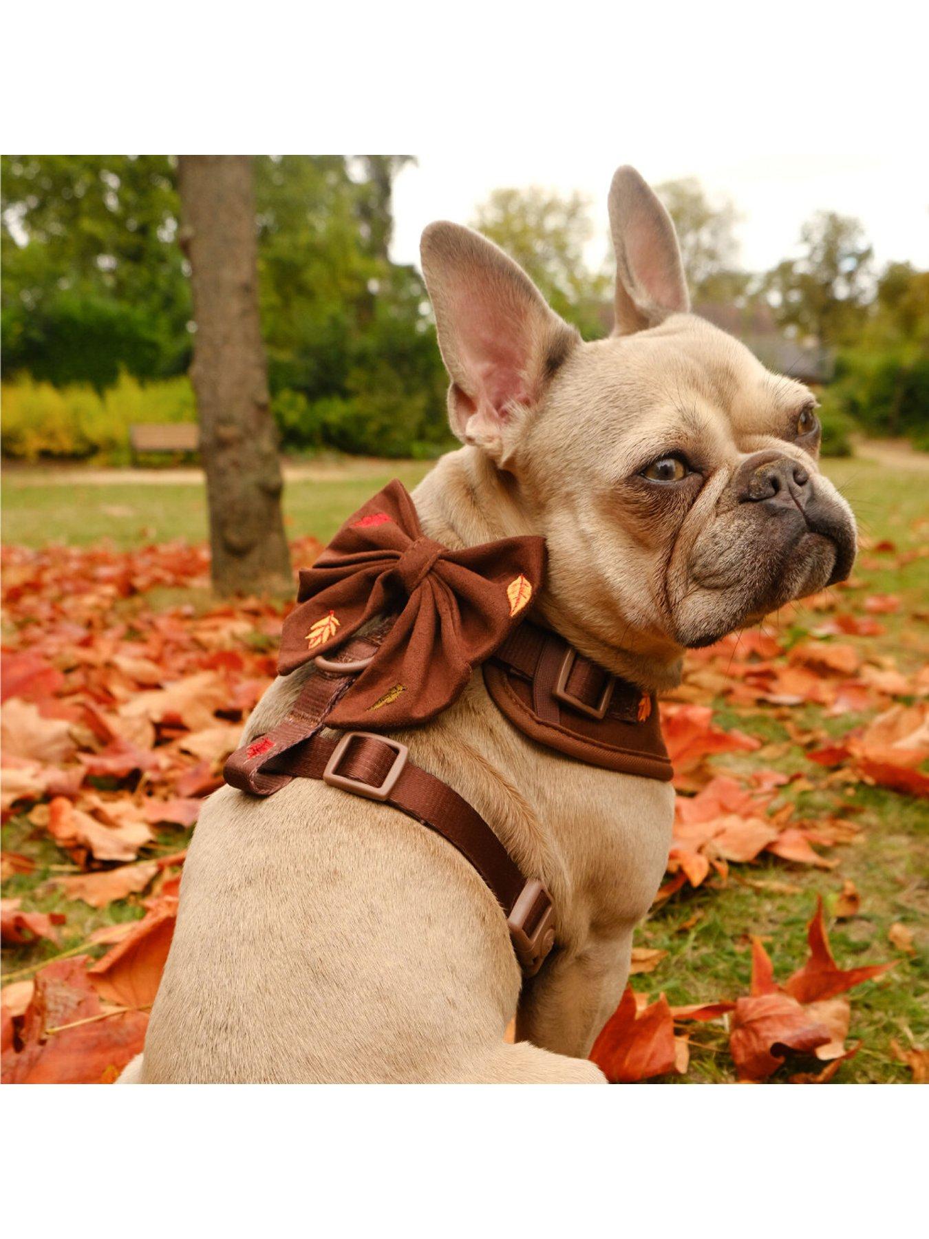 Image 2 of 4 of Cocopup Pawtumn Leaves Sailor Bow Tie